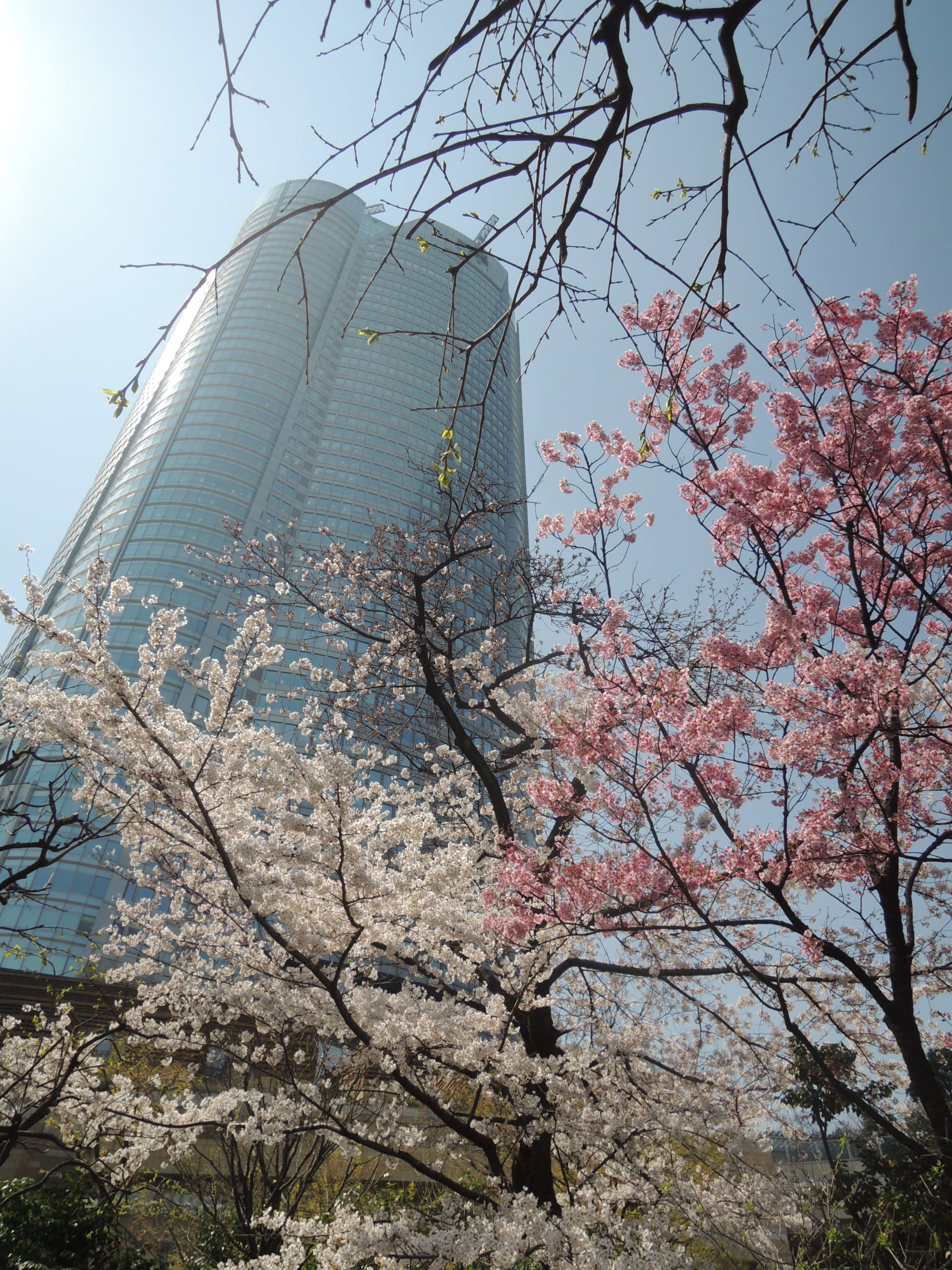 low angle view, 2K, flower, skyscraper, springtime, building exterior, branch, built structure, flowering plant, outdoors, day, fragility, plant, cherry, Phone HD Wallpaper