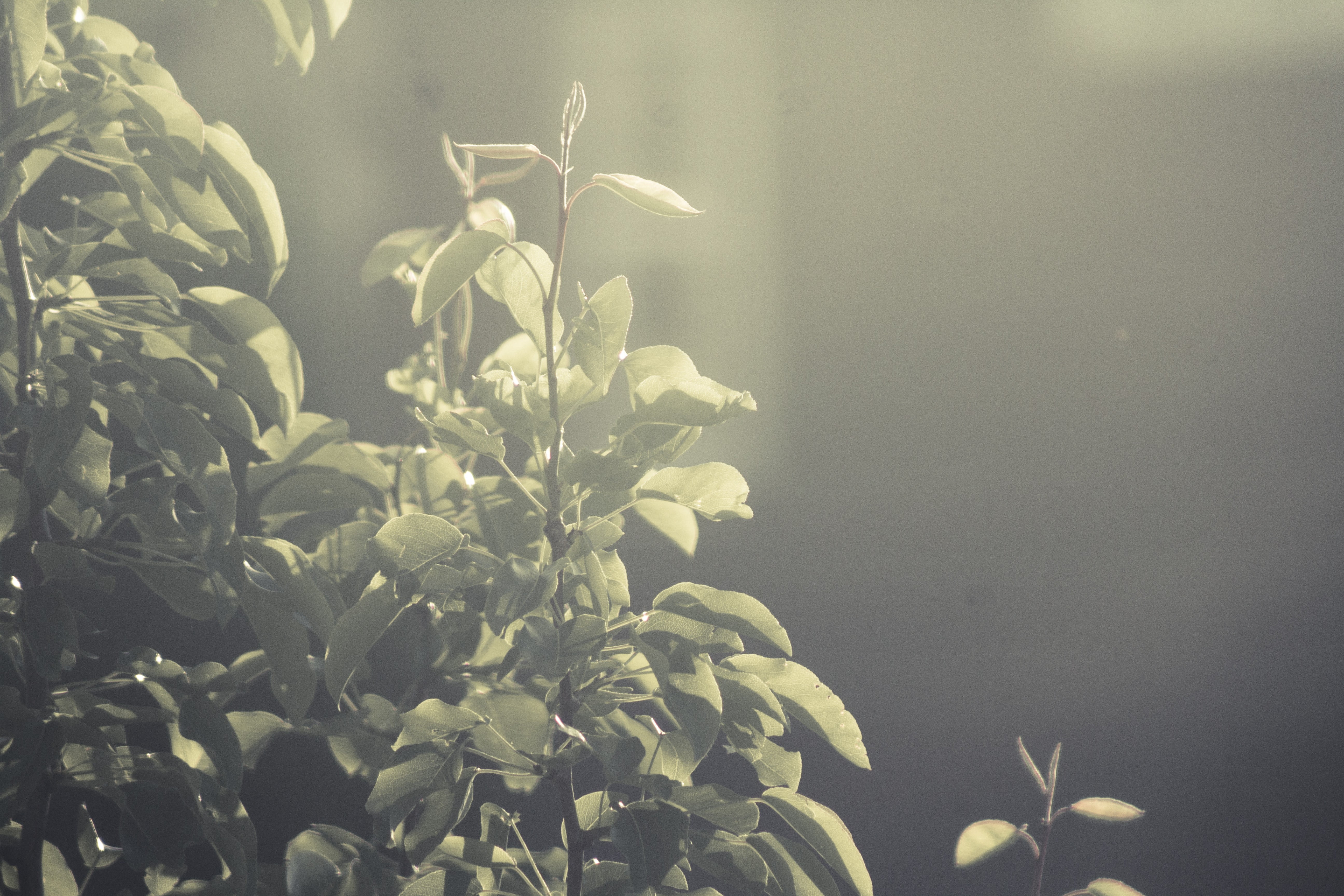 summer, June, plant part, nature, beauty in nature, freshness, close-up, leaves, no people, focus on foreground, outdoors, leafed, sunset, 5K, sunlight, HD Wallpaper