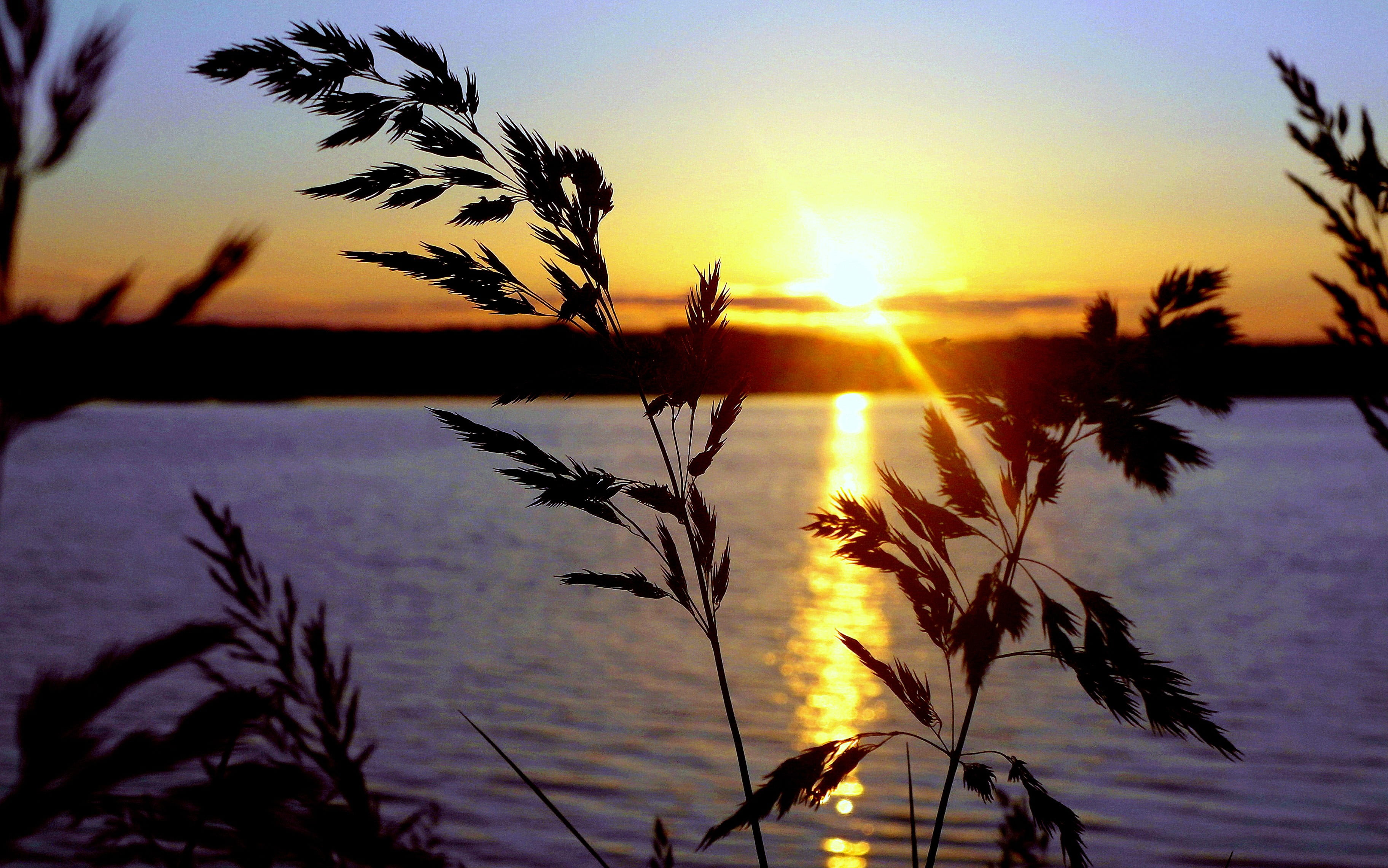 June, tranquil scene, black, water, outdoors, plants, body, orange color, growth, sunset, silhouette, lake, no people, summer, blue, tranquility, plant, HD Wallpaper
