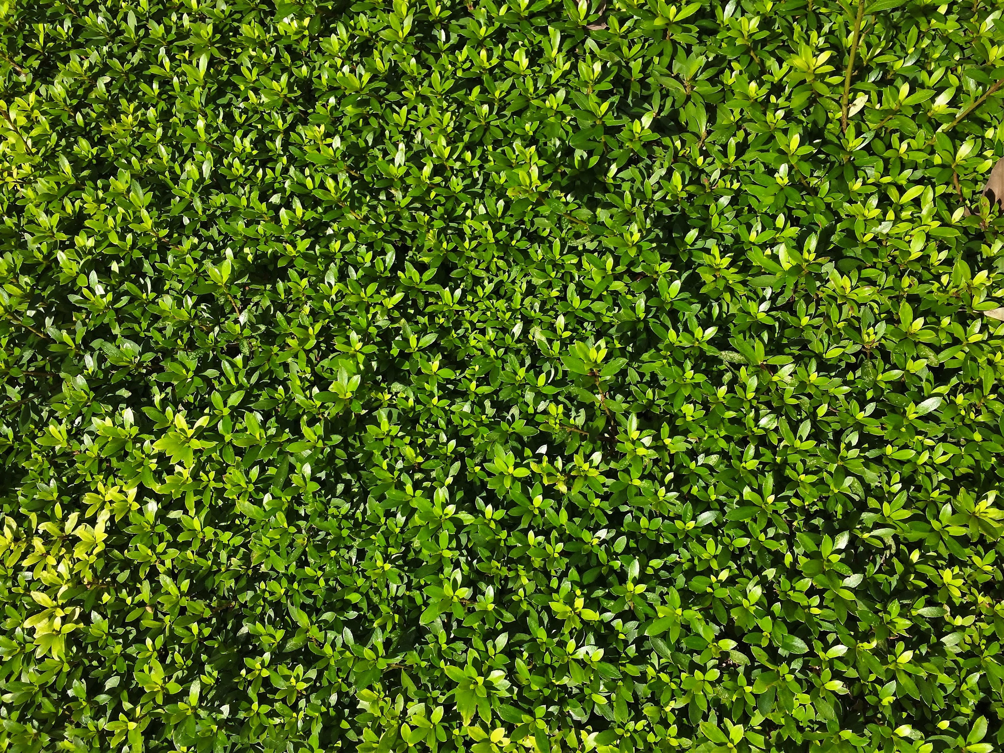 green, summer, field, city, pattern, foliage, minato-ku, lush foliage, flower bed, leafed, plant part, full frame, outdoors, leaf, tokyo, bill, 2K, plant, HD Wallpaper