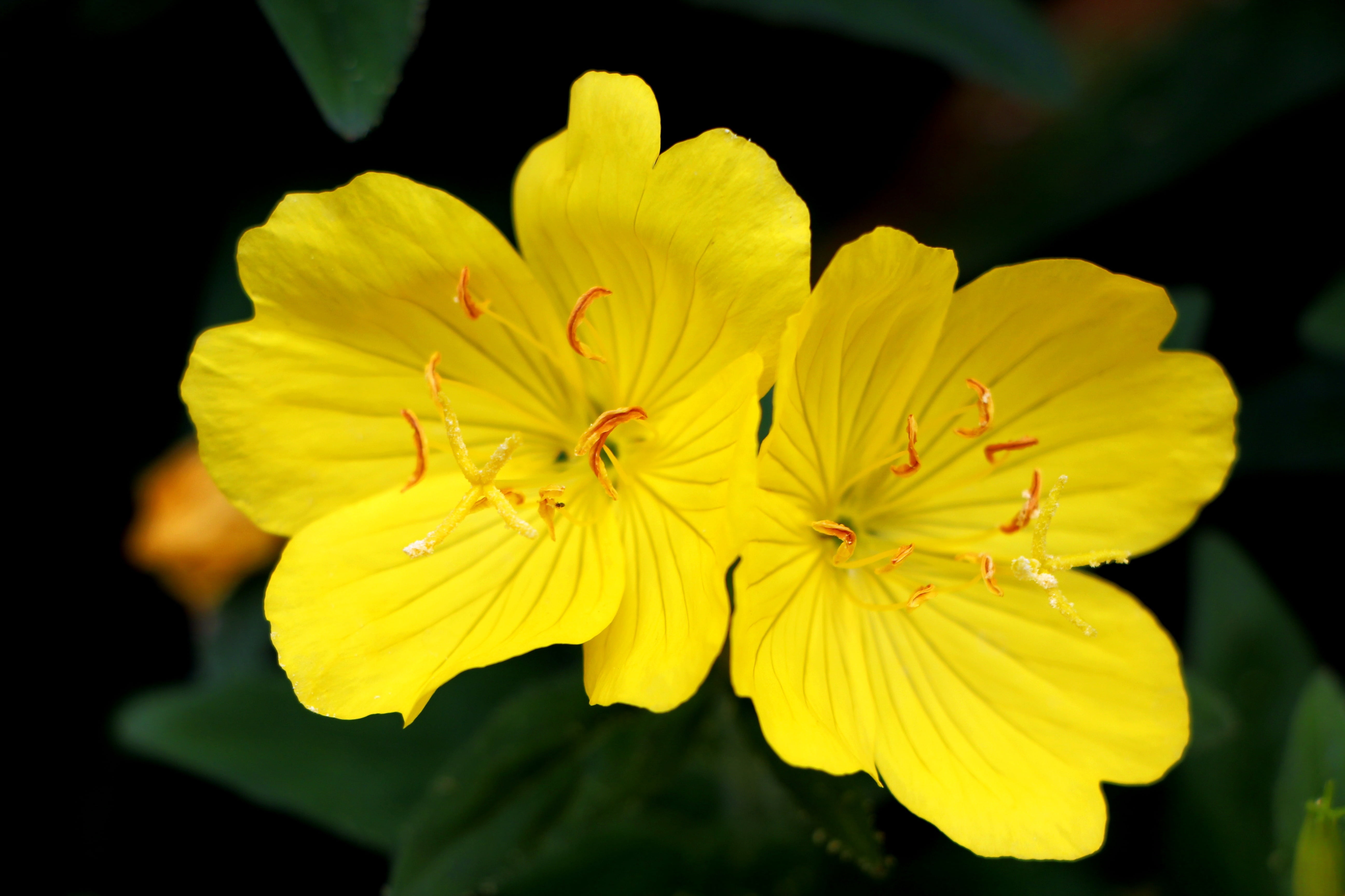 freshness, outdoors, fragility, evening primrose, springtime, yellow, softness, close-up, botany, pollen, focus, plants, nature, 5K, tabitha, summer, petaled, HD Wallpaper