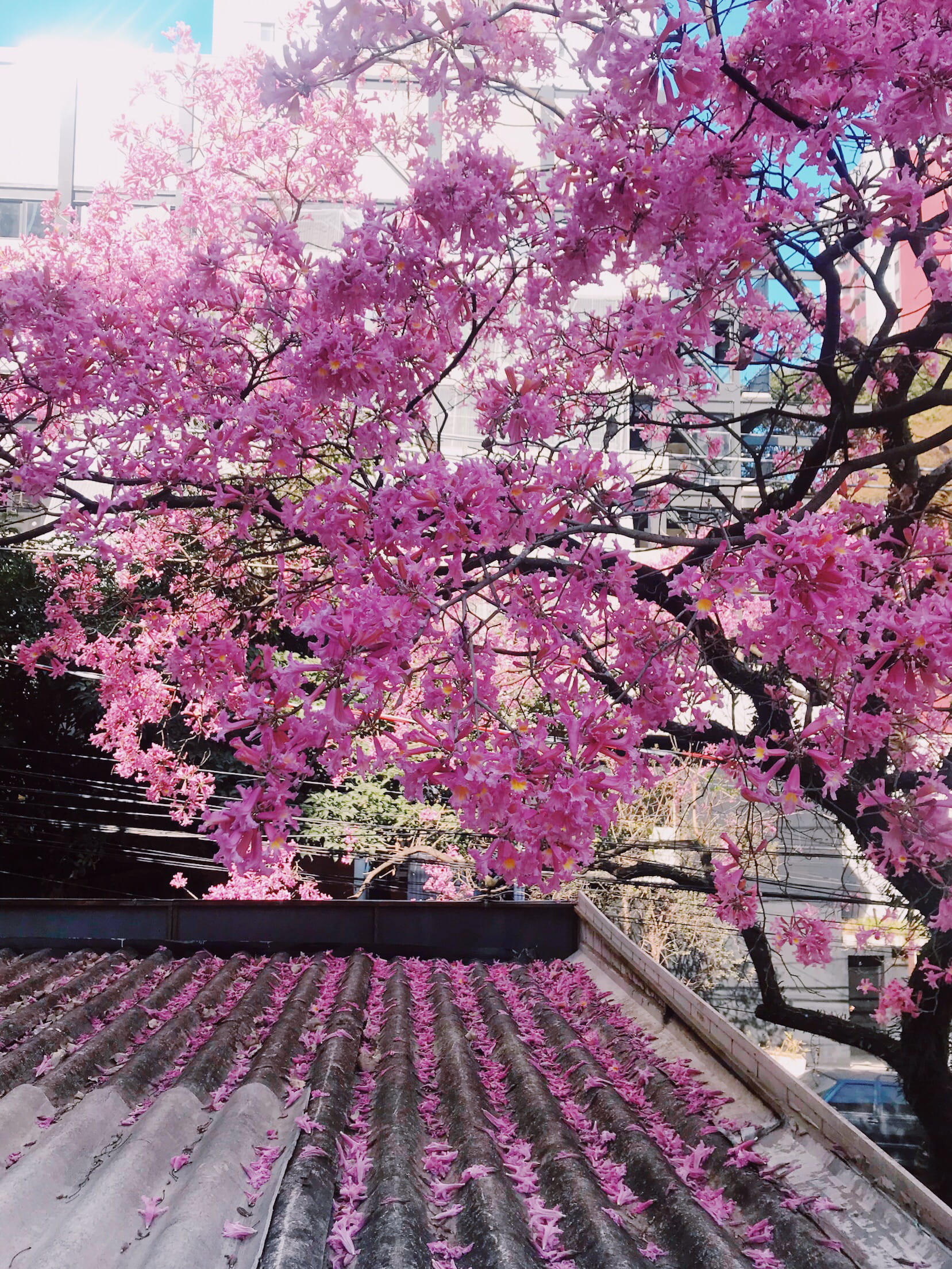 flower, day, built structure, springtime, urbano, vila madalena, cherry tree, park, plant, branch, cidade, fragility, spring, city, freshness, beauty in nature, Phone HD Wallpaper