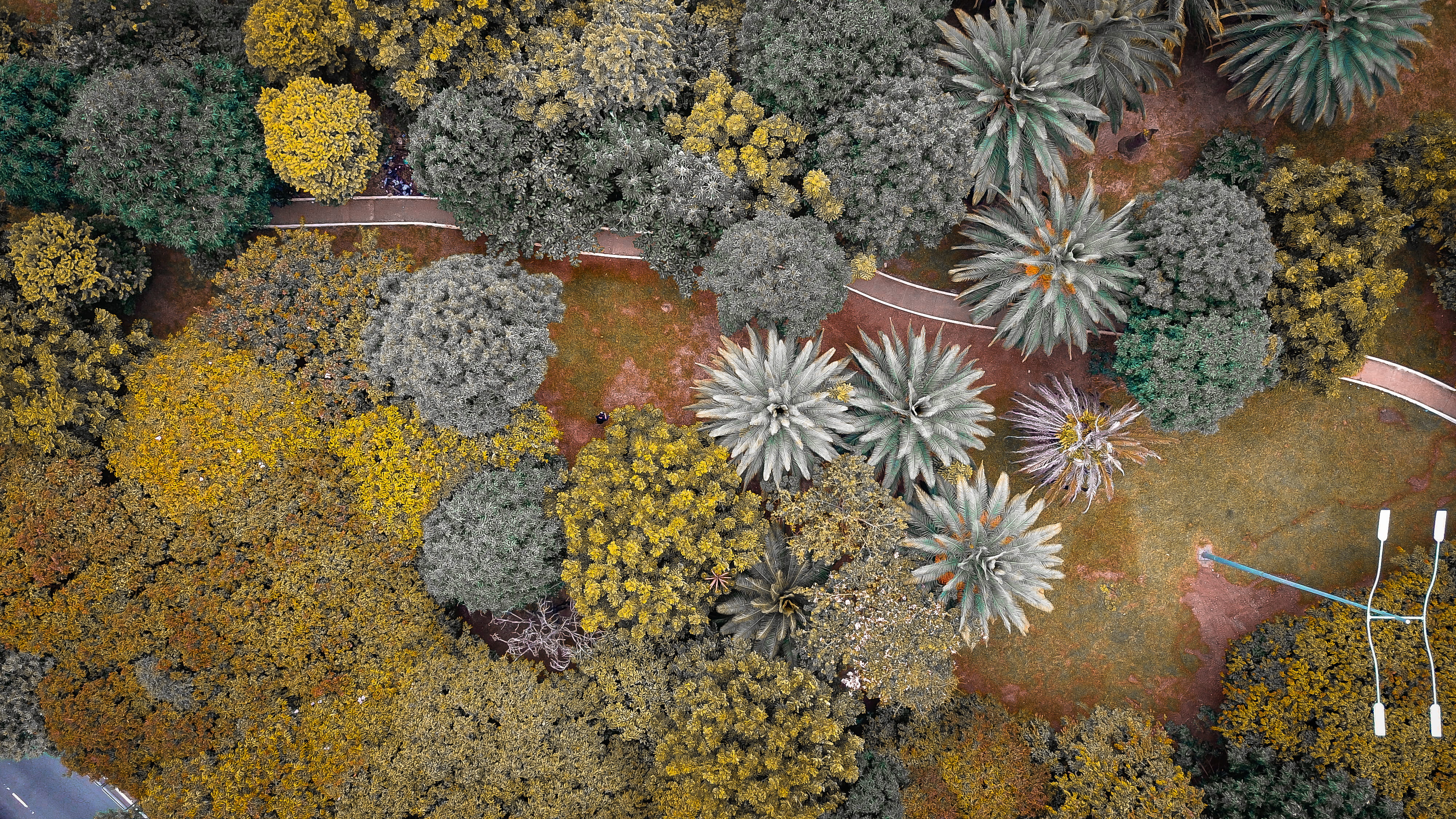 outdoors, gravel, road, apiaceae, nature, beauty in nature, flower head, rug, tree, dirt road, growth, av. cidade jardim, bush, inflorescence, flowering plant, HD Wallpaper