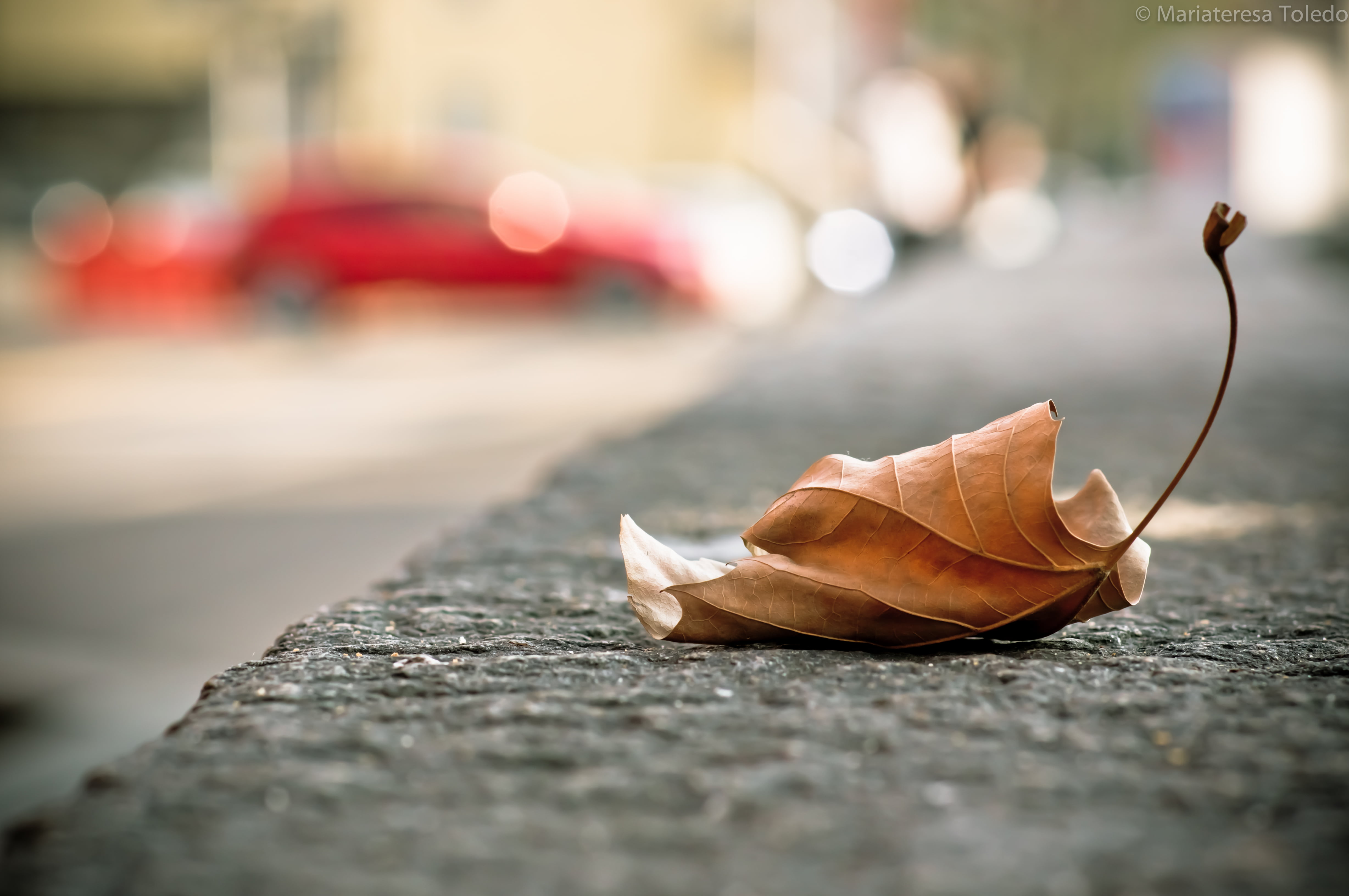 photograph, leaf, 4K, T* 1, Planar, città, withered, foglia, Sony, focus, selective focus, selective, alfa, automobili, nature, La, HD Wallpaper