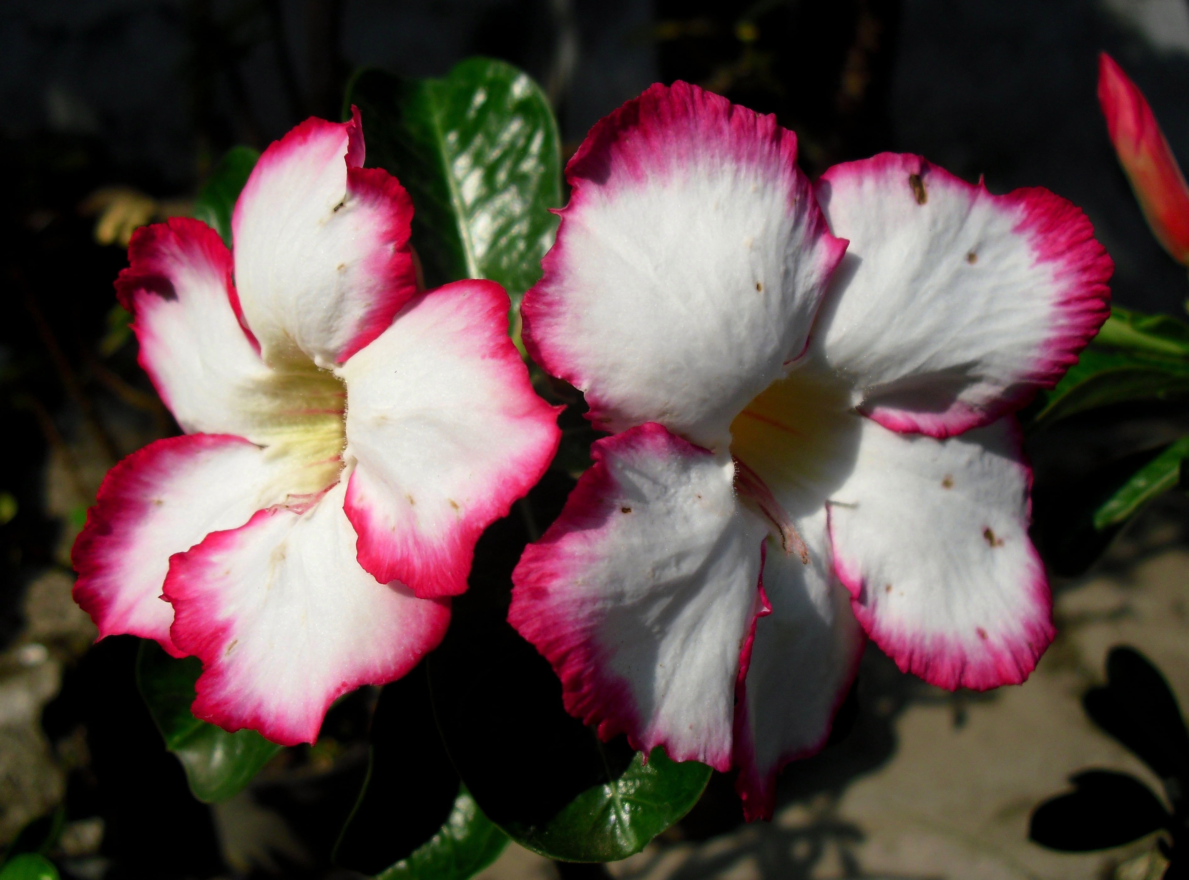 tropic flowers, fragility, jawa, beauty in nature, adenium, freshness, pink color, garden, no people, springtime, 2K, blossom, outdoors, day, flowering plant, HD Wallpaper