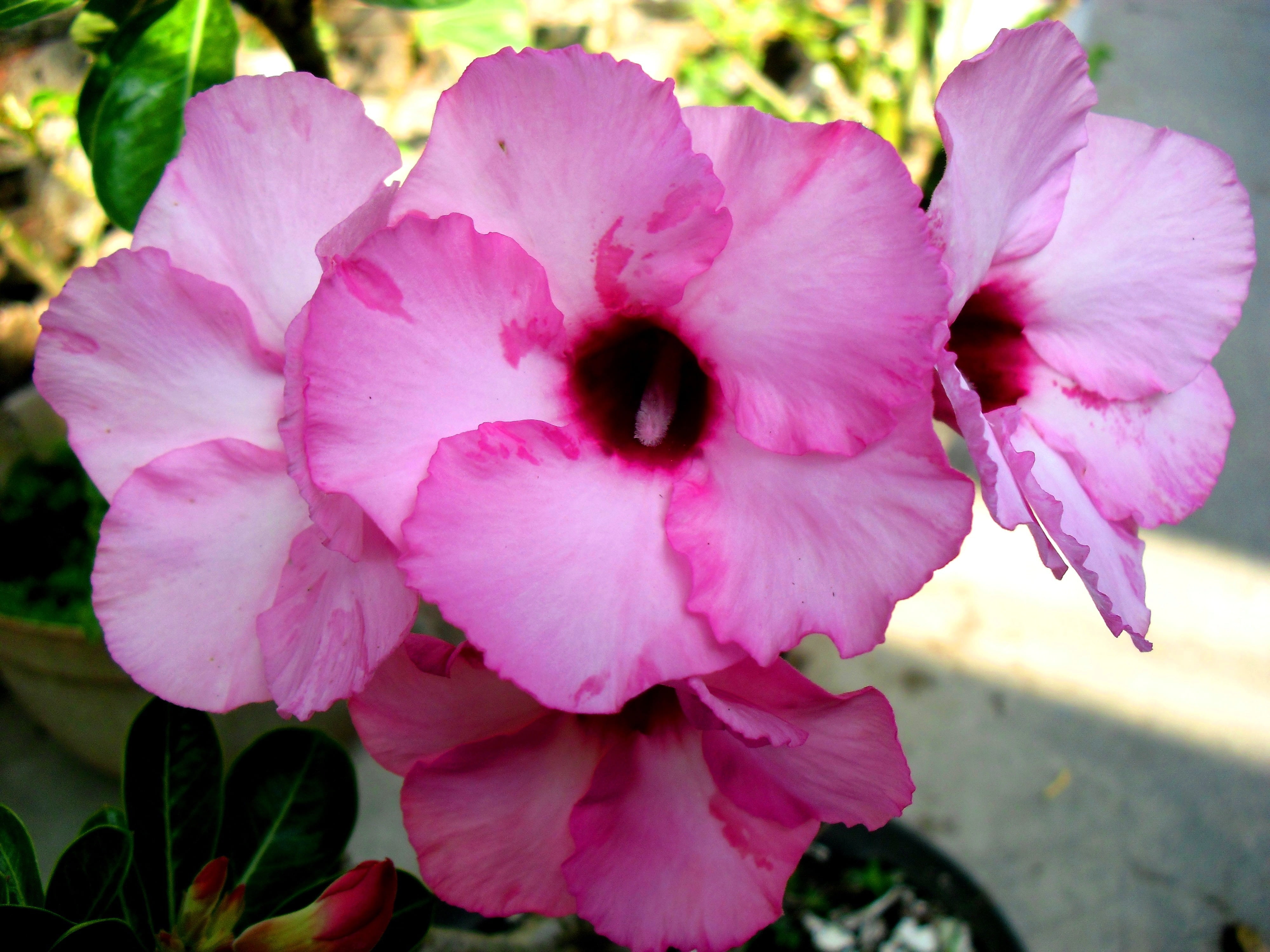 plant part, bunga, tropical, adenium, vulnerability, close-up, tropic flowers, outdoors, 4K, garden, inflorescence, nature, freshness, jawa, no people, HD Wallpaper