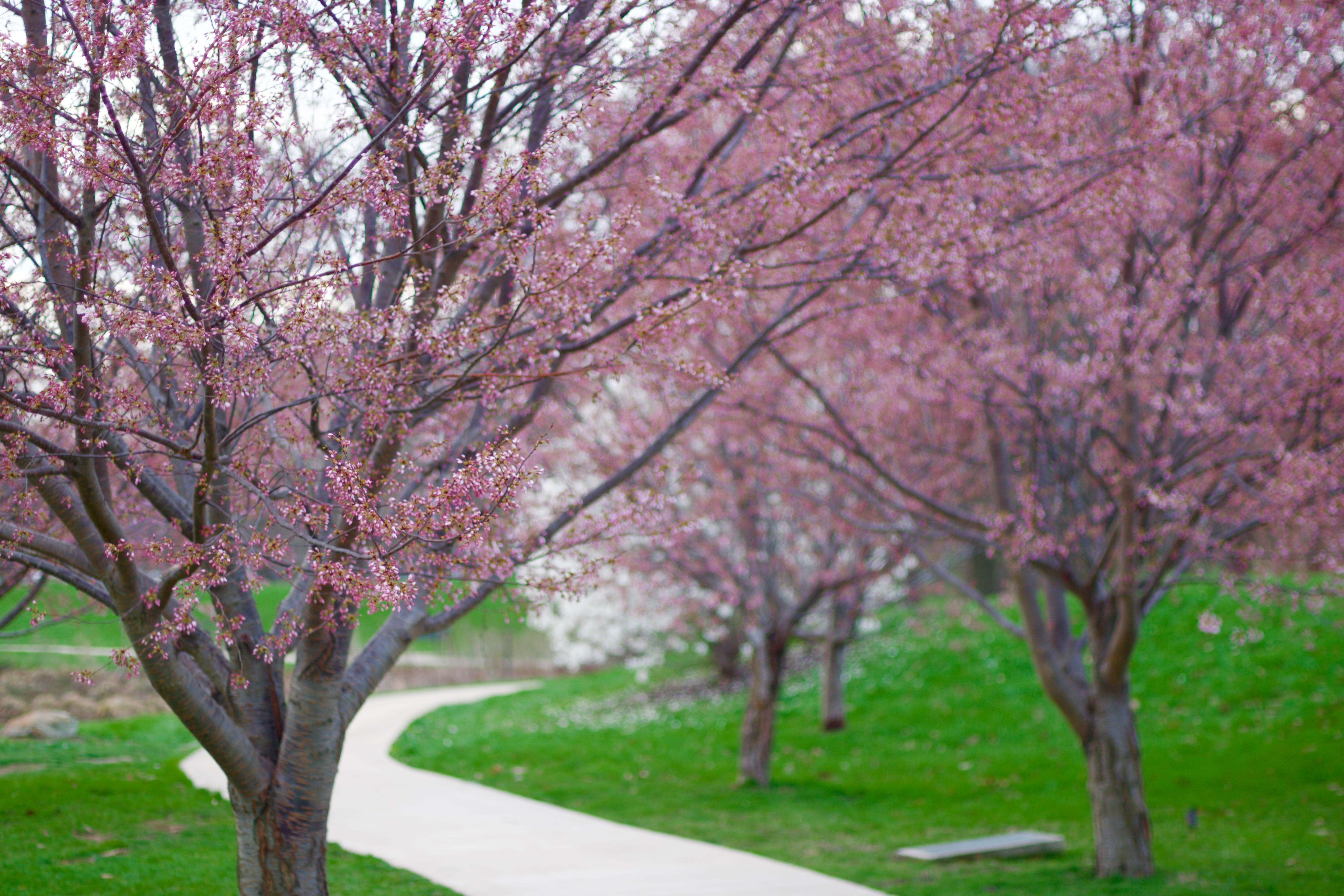 park, fragility, 5K, no people, japan house, flowering plant, illinois, cherry blossoms, cherry tree, tree, flower, beauty in nature, champaign, day, uiuc, HD Wallpaper