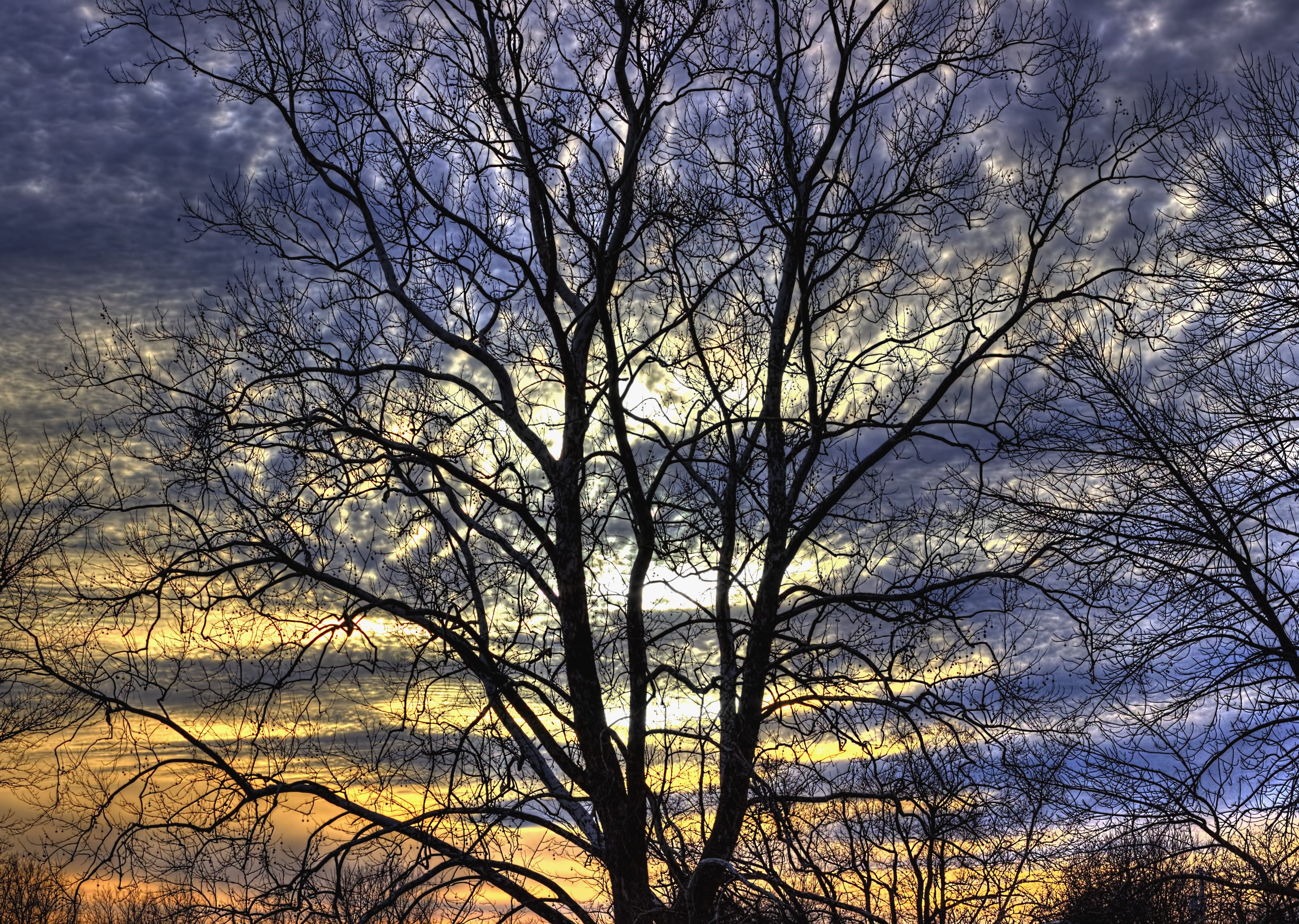 tree, trunk, sky, sturgell, cloudy skies, backgrounds, cloudy sky, tree trunk, golden, urbana, branch, blue sky, landscape, countryside, champaign county, HD Wallpaper