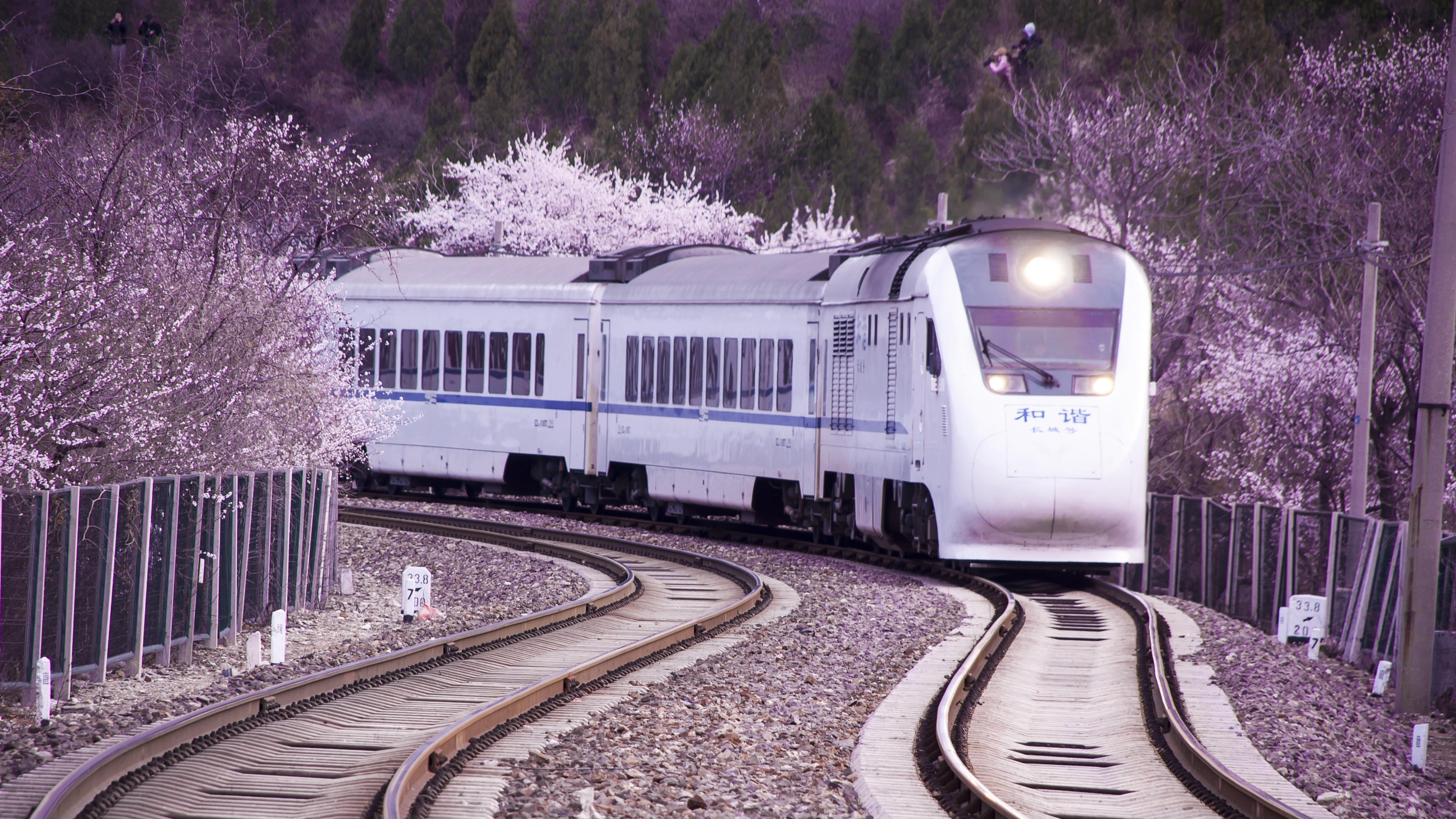no people, public transport, transport, flower, growth, transportation, japan rail pass, railroad car, spring, nature, vehicle, track, purple, public transportation, HD Wallpaper