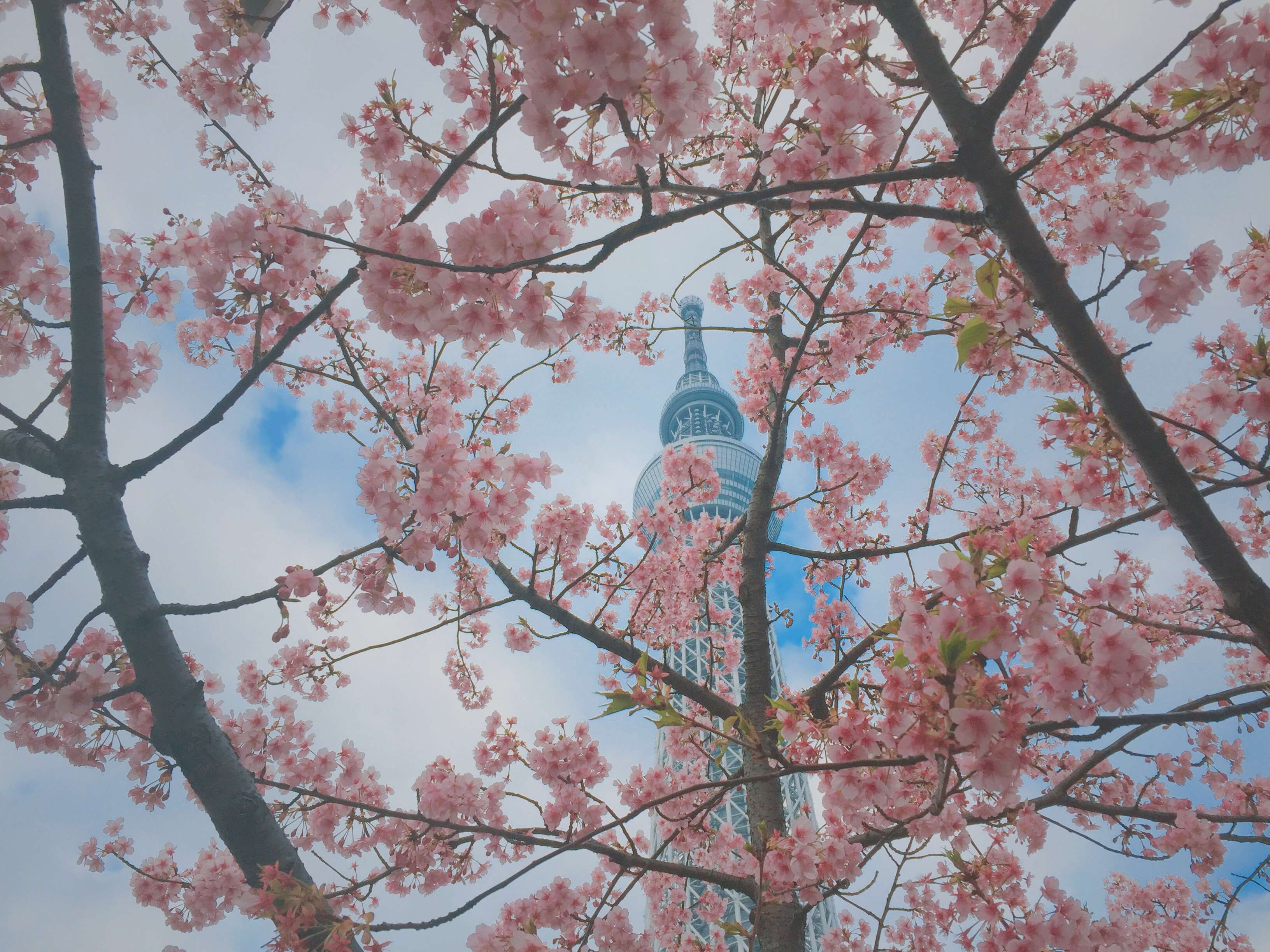 cherry blossoms, branch, sky, nature, built structure, low angle view, architecture, blossom, beauty in nature, tree, fragility, no people, freshness, 2K, HD Wallpaper