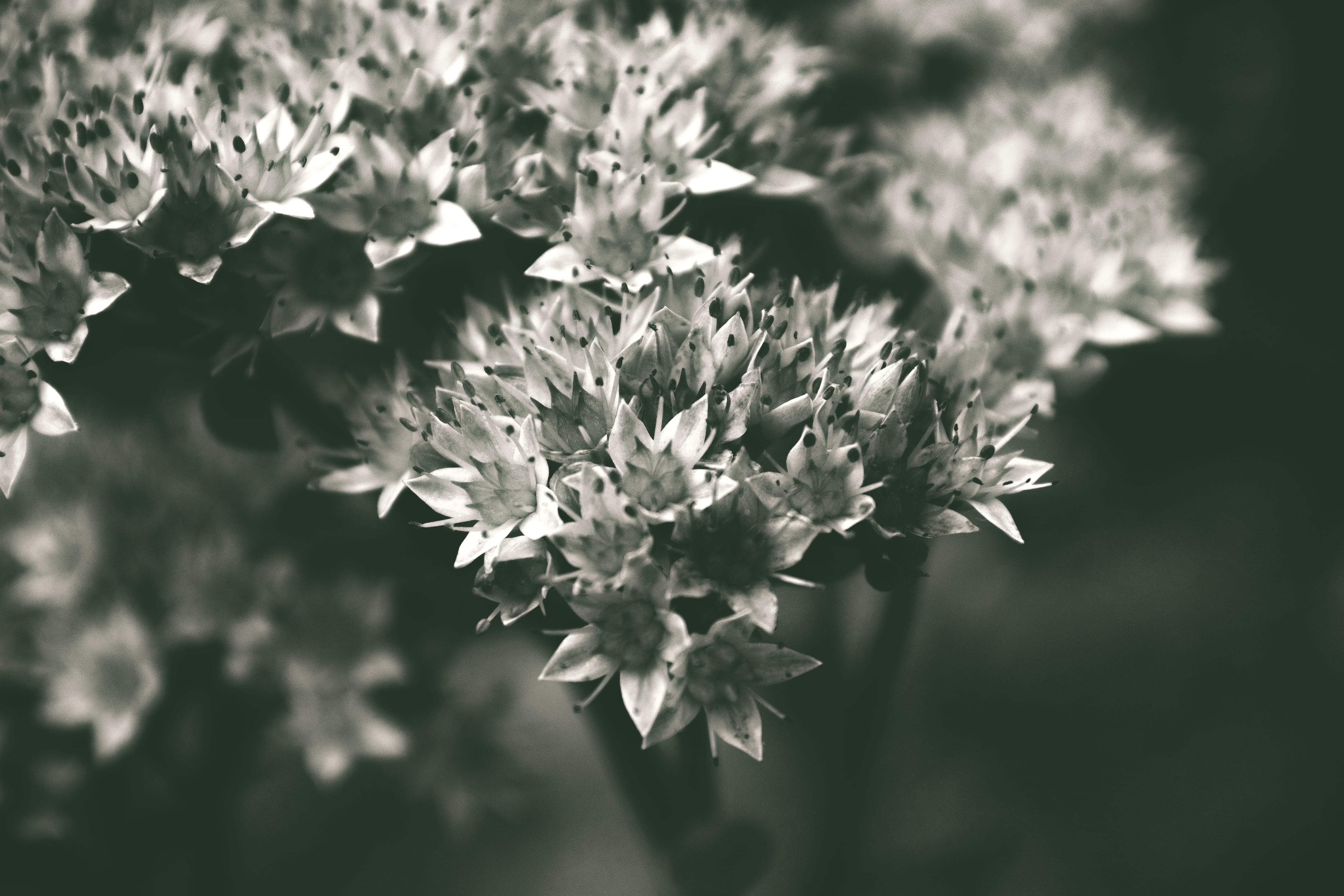4K, inflorescence, nature, beauty, petal, leaf, bright, stadt park, plauen, growth, blossom, vulnerability, flowering plant, focus on foreground, fragility, HD Wallpaper