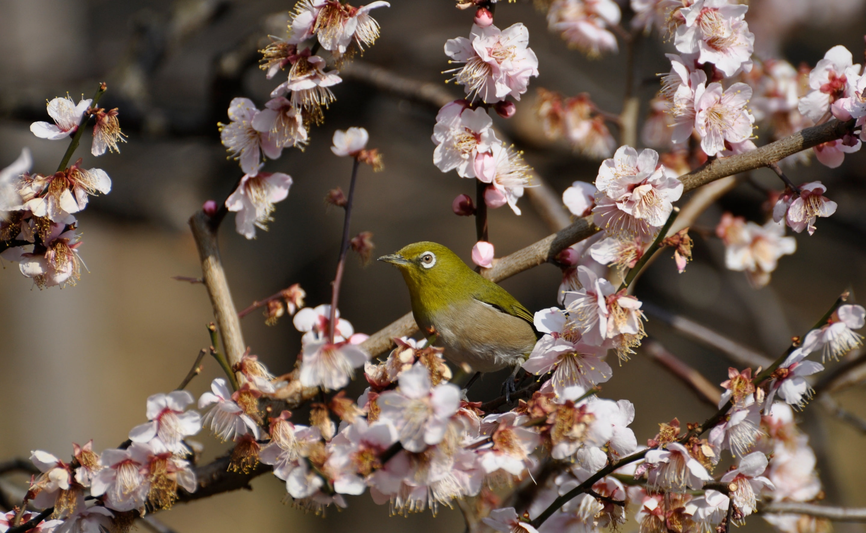 tree, springtime, 2K, fragility, one animal, theimperialpalace, flower head, vulnerability, blossoms, mume, Palace, beauty in nature, vertebrate, Japan, HD Wallpaper