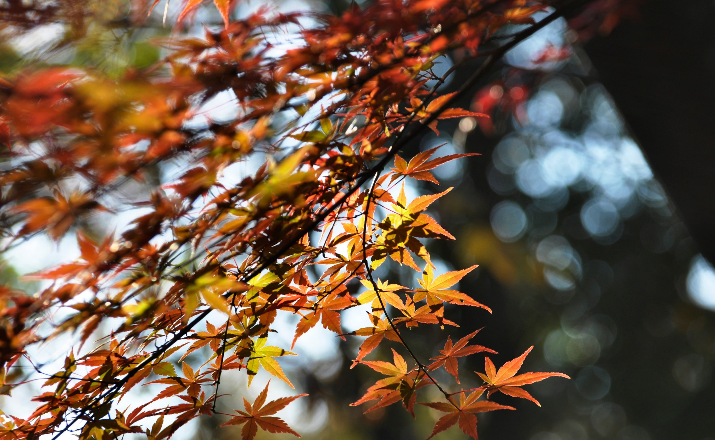 Leaf, tranquility, day, growth, Tokyo, Fall, tokyoprefecture, Maple, Tokio, Leaves, plant part, Japan, autumn collection, japanese, 2K, Park, change, fuchushi, HD Wallpaper