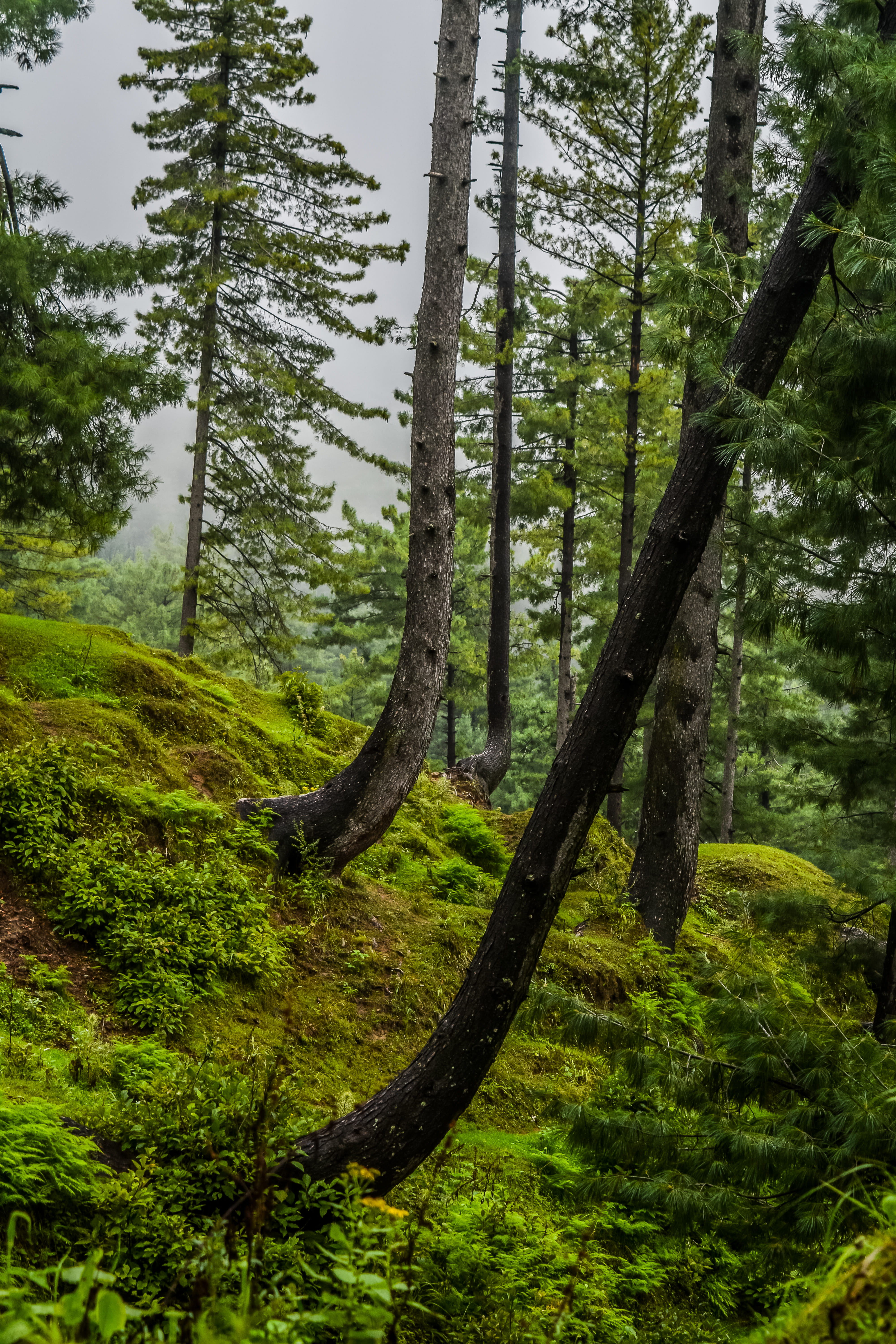 5K, nature, tree, growth, plant, pakistan, woodland, trees, non-urban scene, tranquility, malam jabba, forest, fog, land, grass, environment, trunk, greenery, Phone HD Wallpaper