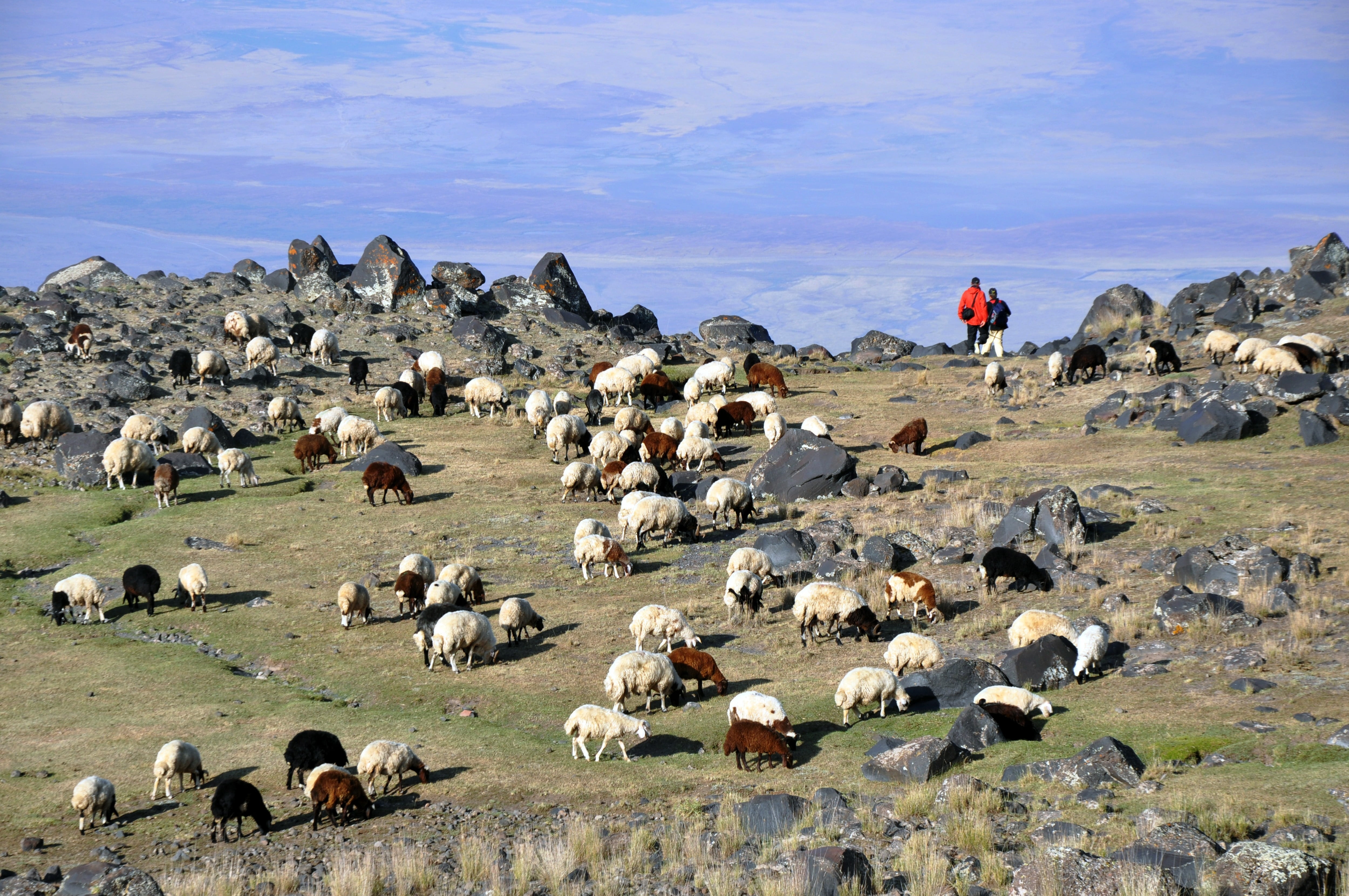 domestic, animal, sky, livestock, large group of animals, architecture, mount ararat, day, herd, vertebrate, ararat, turkey, agriculture, pets, flock of sheep, HD Wallpaper