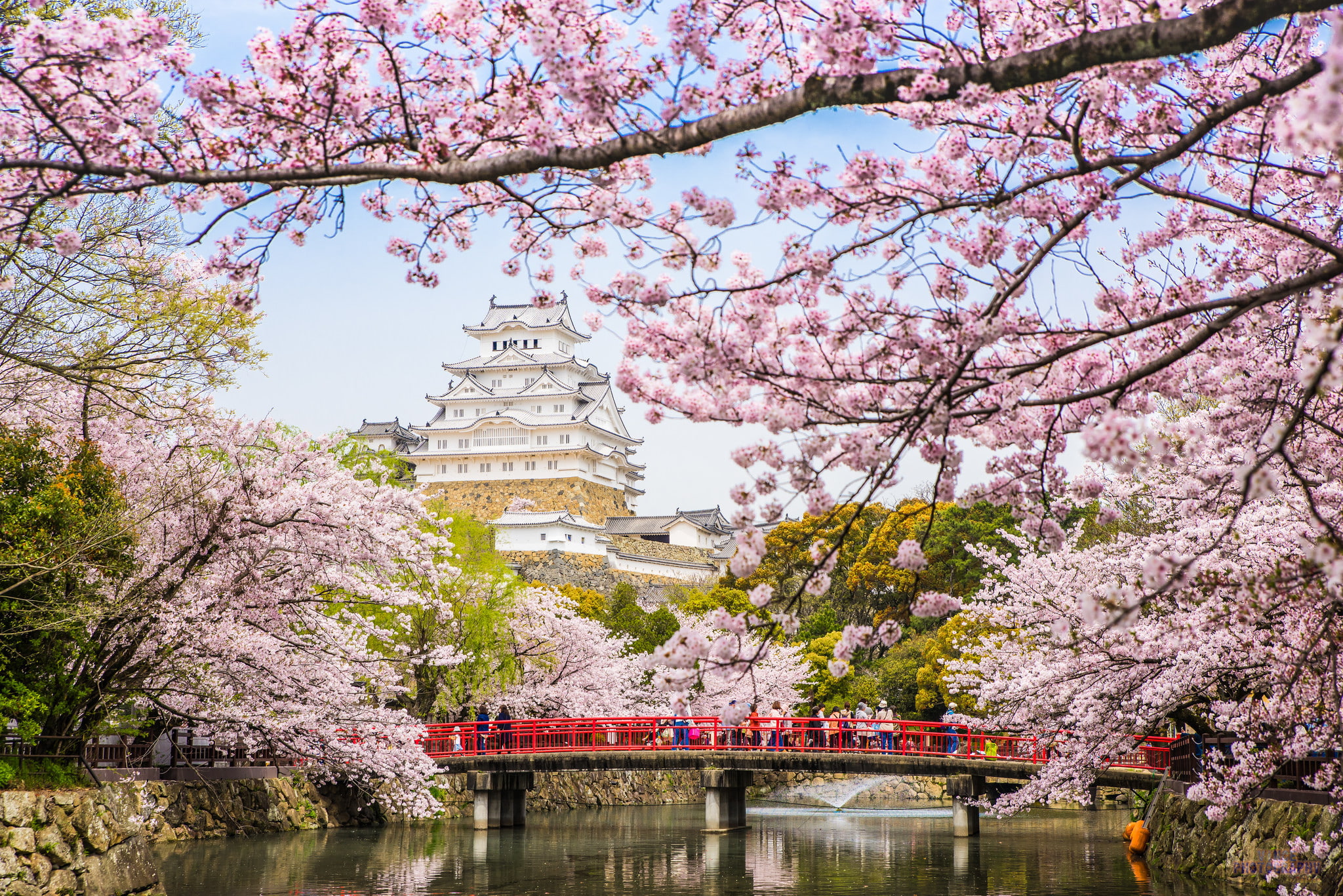branch, famous Place, water, no people, blossoming, japanese Culture, pink Color, cherry, flower, connection, 1080P, city, built structure, outdoors, belief, HD Wallpaper