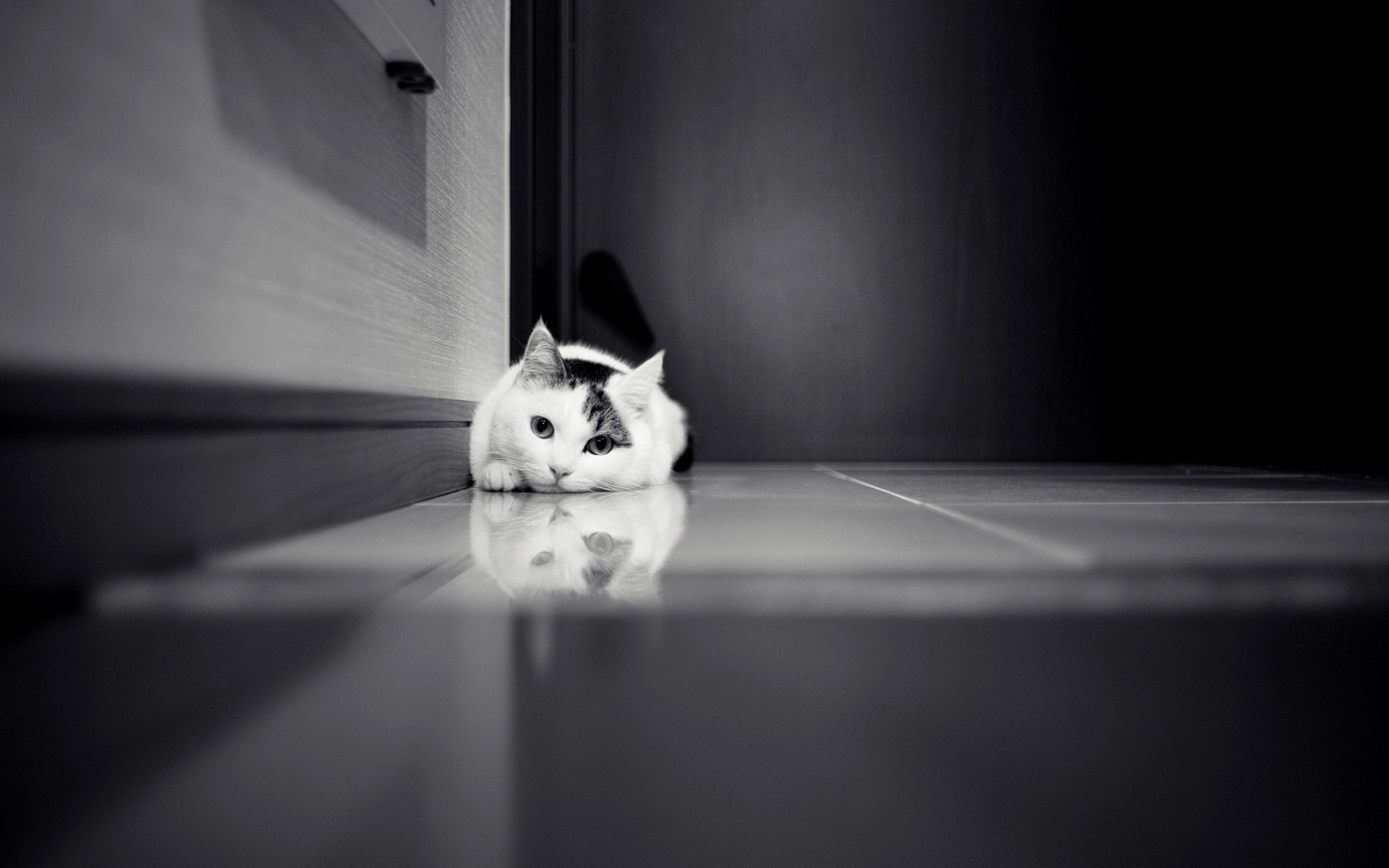 black and white, floor, 1080P, sprawl, cat, cute, HD Wallpaper