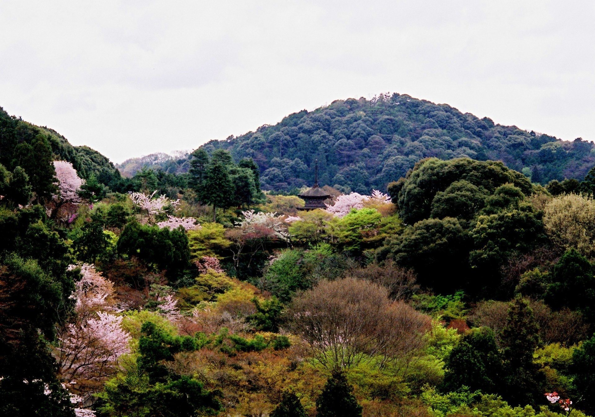 Landscape, Kiyomizu-Dera, Nature, Earth, Temple, Forest, Blossom, Japan, Kyoto, 1080P, HD Wallpaper