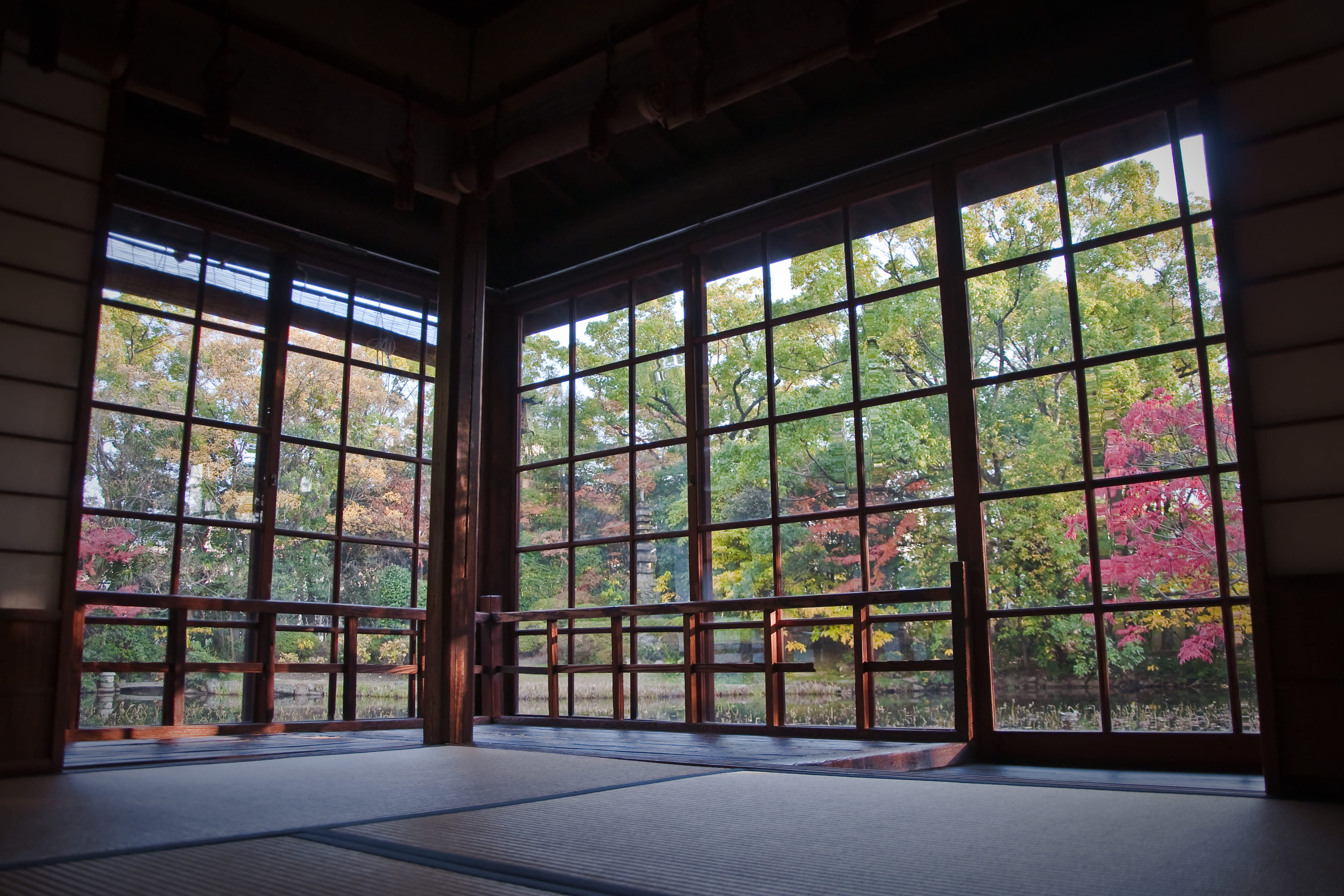 tree, glass - material, building, multi colored, 4K, plant, indoors, transparent, window frame, glass, nature, growth, okayama prefecture, built structure, HD Wallpaper