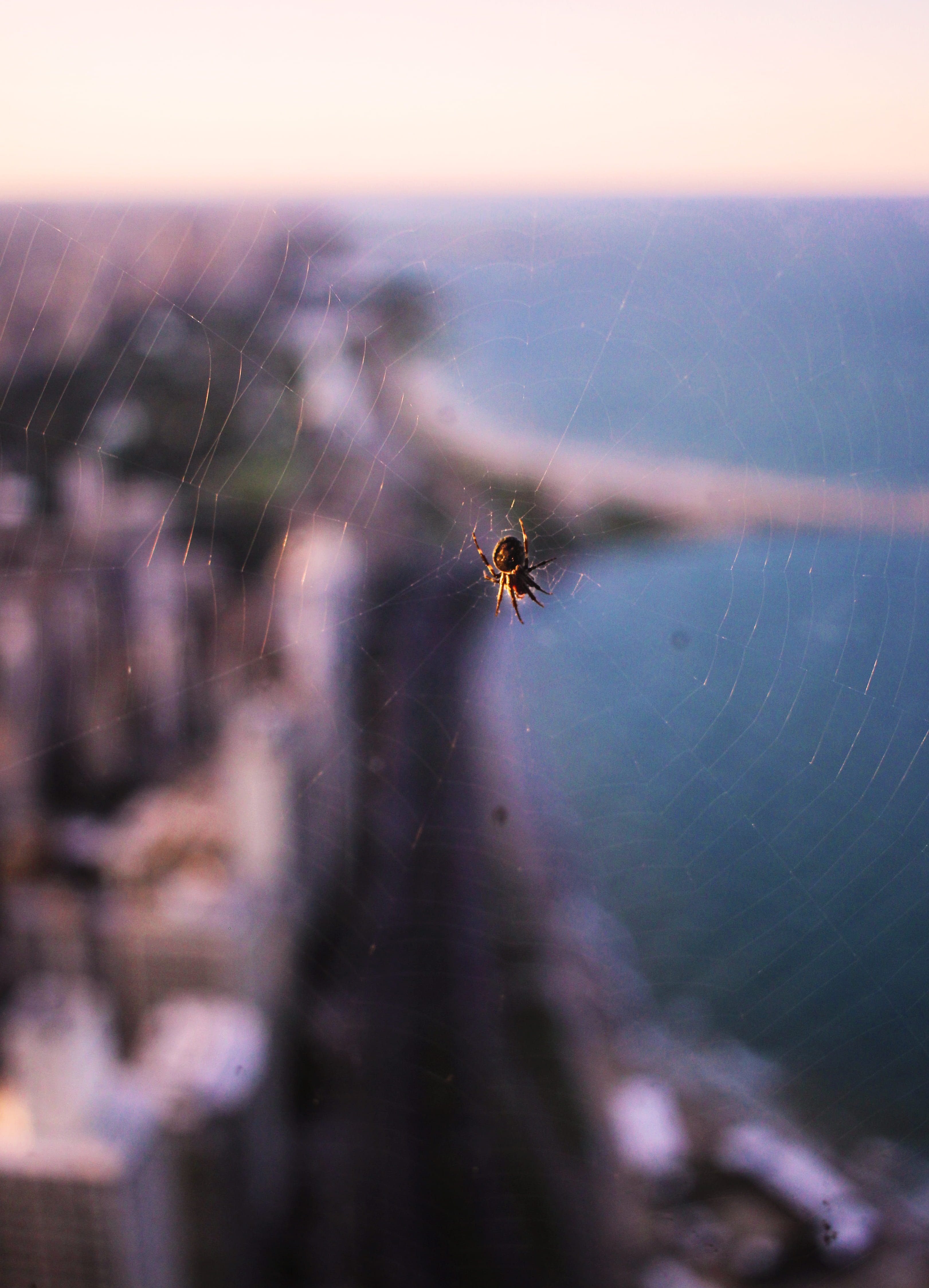 chicago, focus on foreground, outdoors, animal, animals in the wild, close-up, arthropod, spider web, animal wildlife, insect, fragility, selective focus, Phone HD Wallpaper