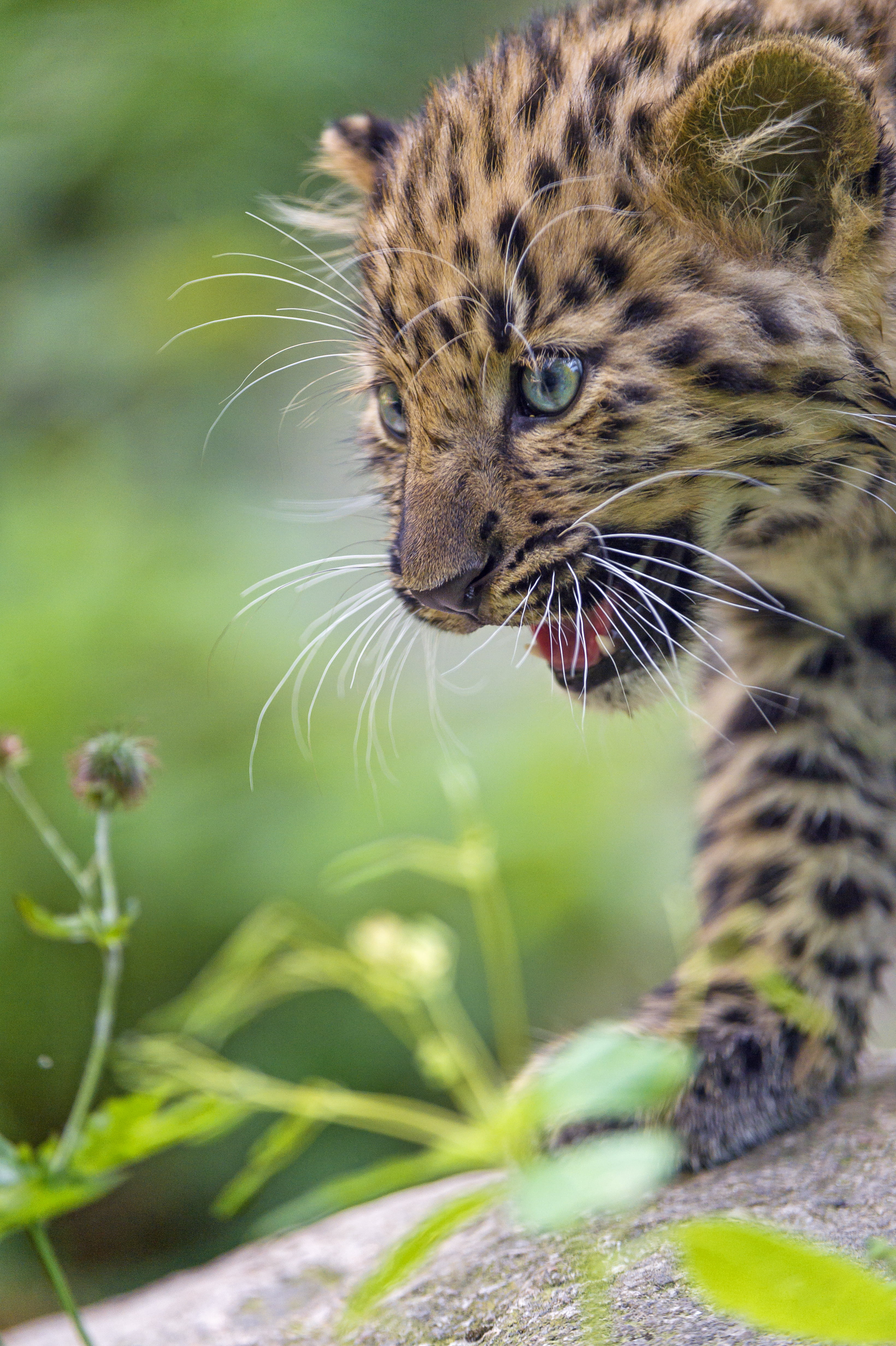 amur  leopard, wild  cat, face, bengal, Amur leopard, photography, carnivore, nature, cute, mulhouse, animal, vegetation, profile, undomesticated Cat, female, Phone HD Wallpaper