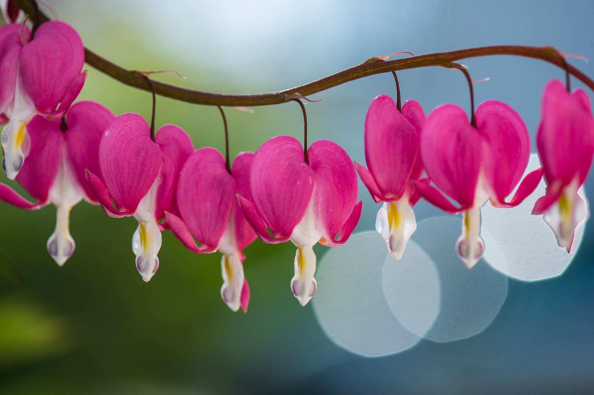 nature, Herz, ESD, white, shallow focus, flowers, petal, beauty In Nature, Heart, focus, flower Head, photography, shallow, Nikon  D4, pink, pink Color, HD Wallpaper