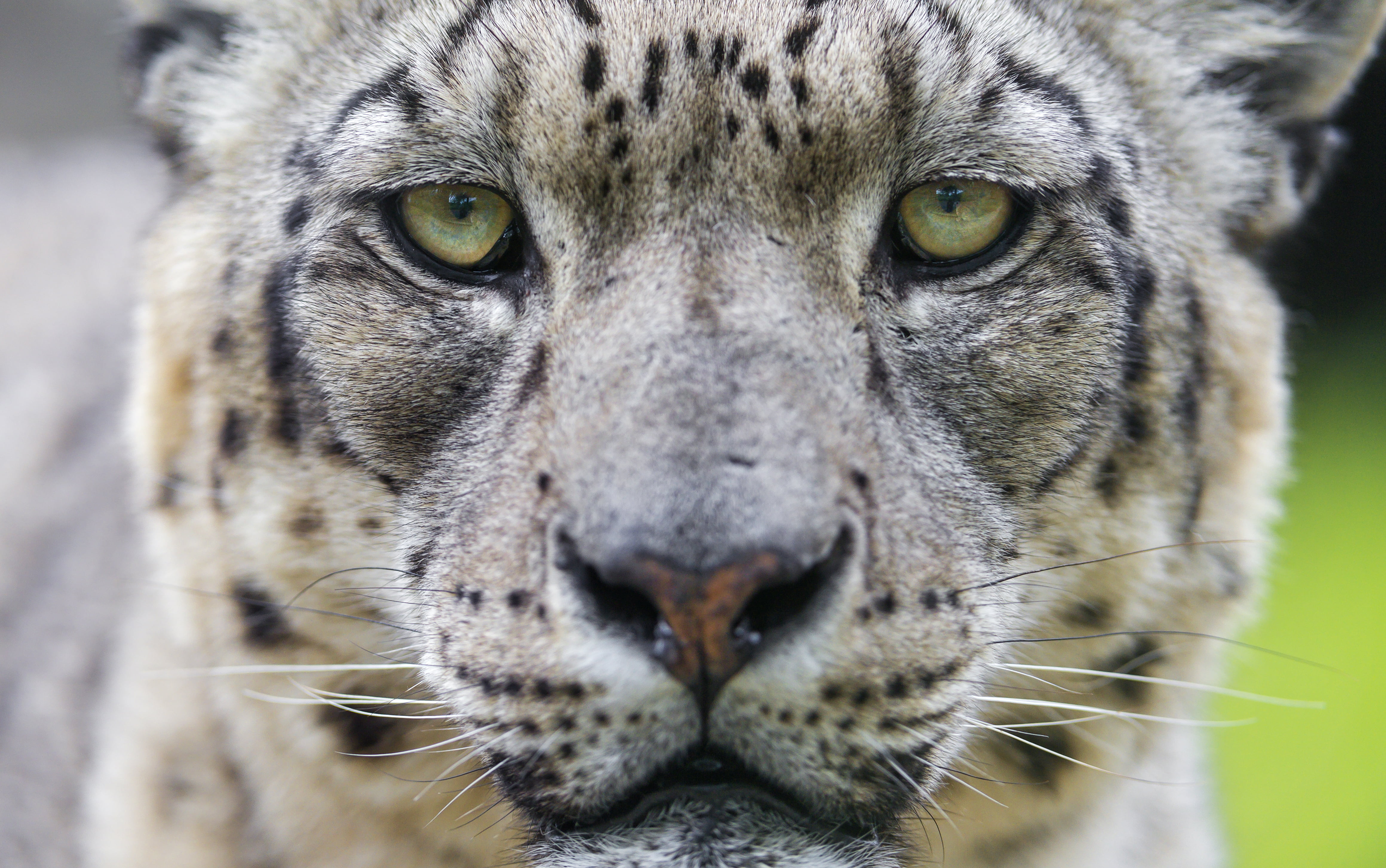 fur, male, mammal, portrait, animal Head, dublin  zoo, wildlife, carnivore, fluffy, tiger, snow leopard, danger, animals In The Wild, nature, Qiemo, uncia, HD Wallpaper