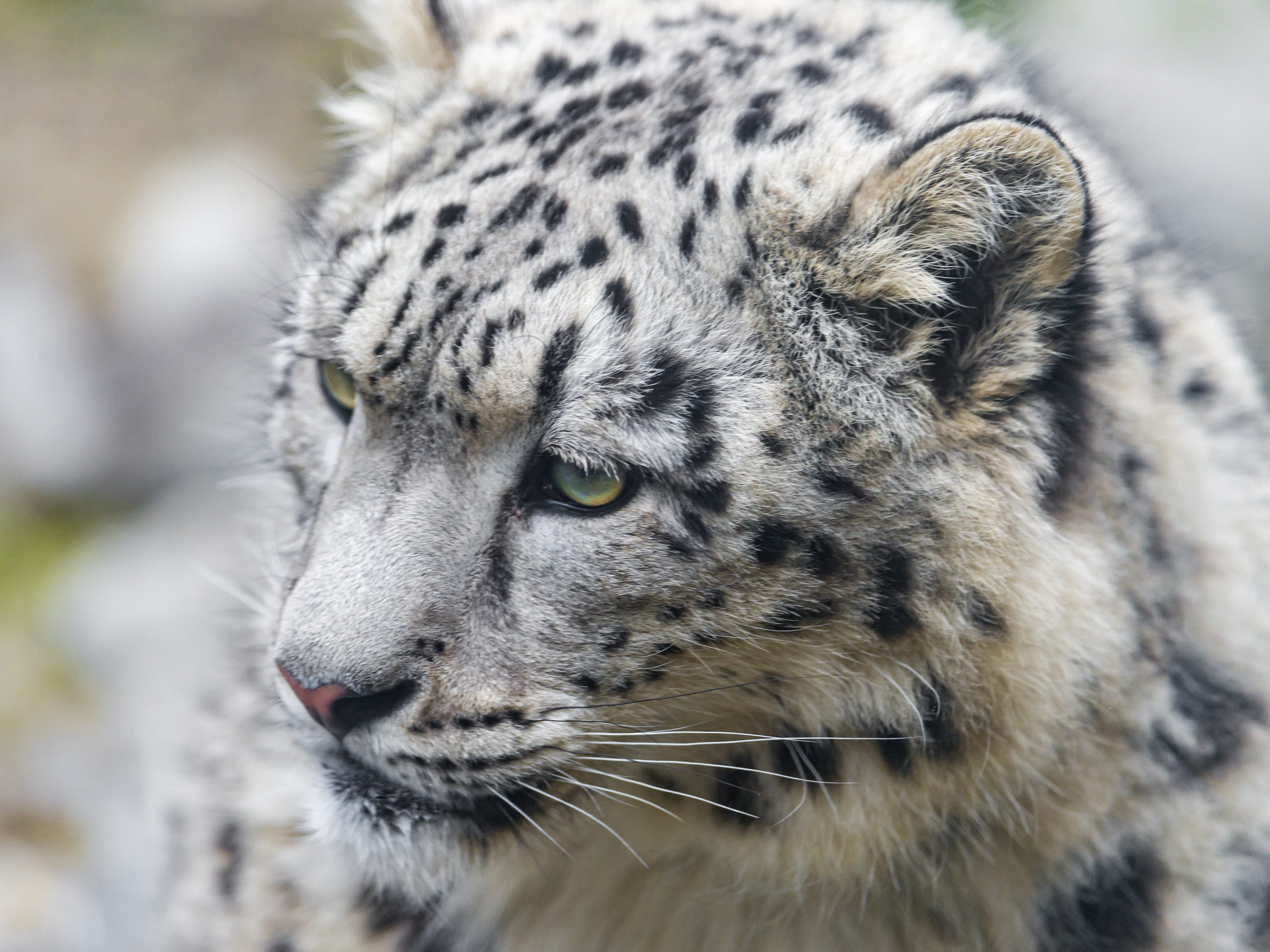 photo, animal Head, big Cat, switzerland, fluffy, portrait, undomesticated Cat, carnivore, cute, Mohan, zürich  zoo, nature, mammal, 4K, albino, snow leopard, HD Wallpaper