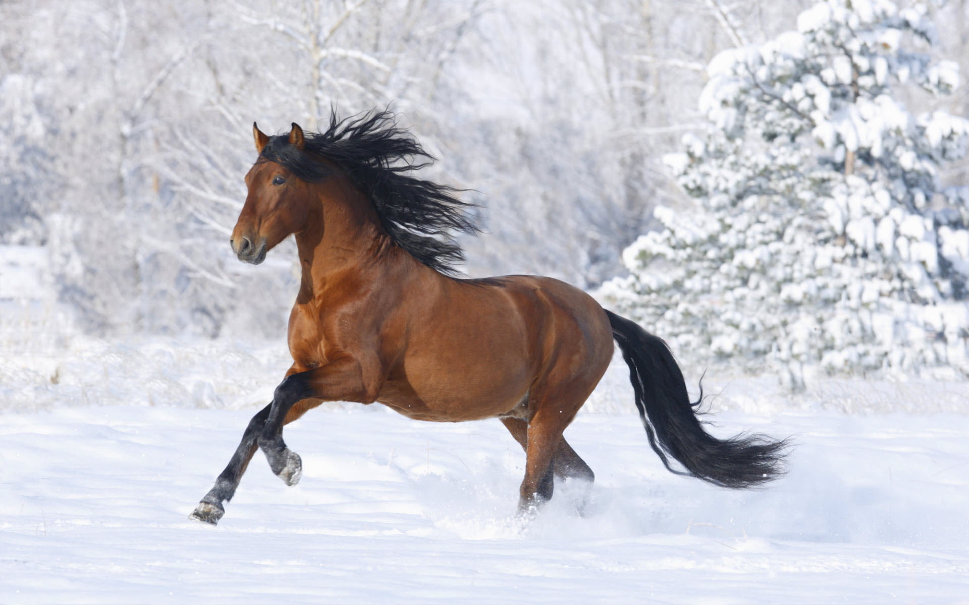 racing, 1080P, horse, HD Wallpaper