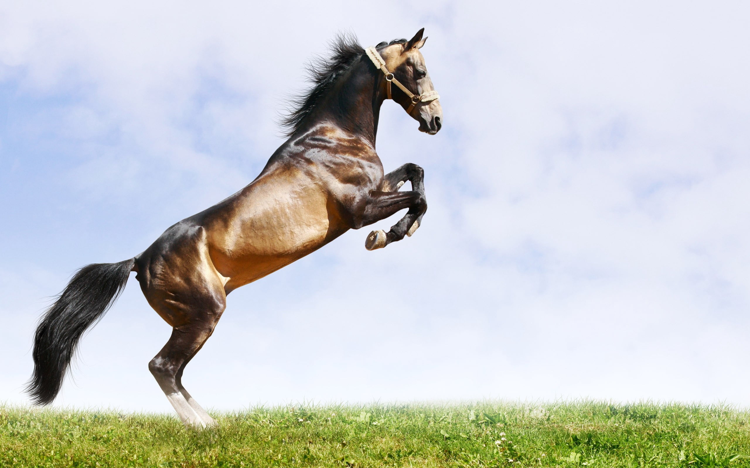 dog, 2K, grass, animal, jump, animal themes, field, domestic, speed, plant, canine, thoroughbred Horse, nature, ranch, farm, mouth open, horse Racing, HD Wallpaper