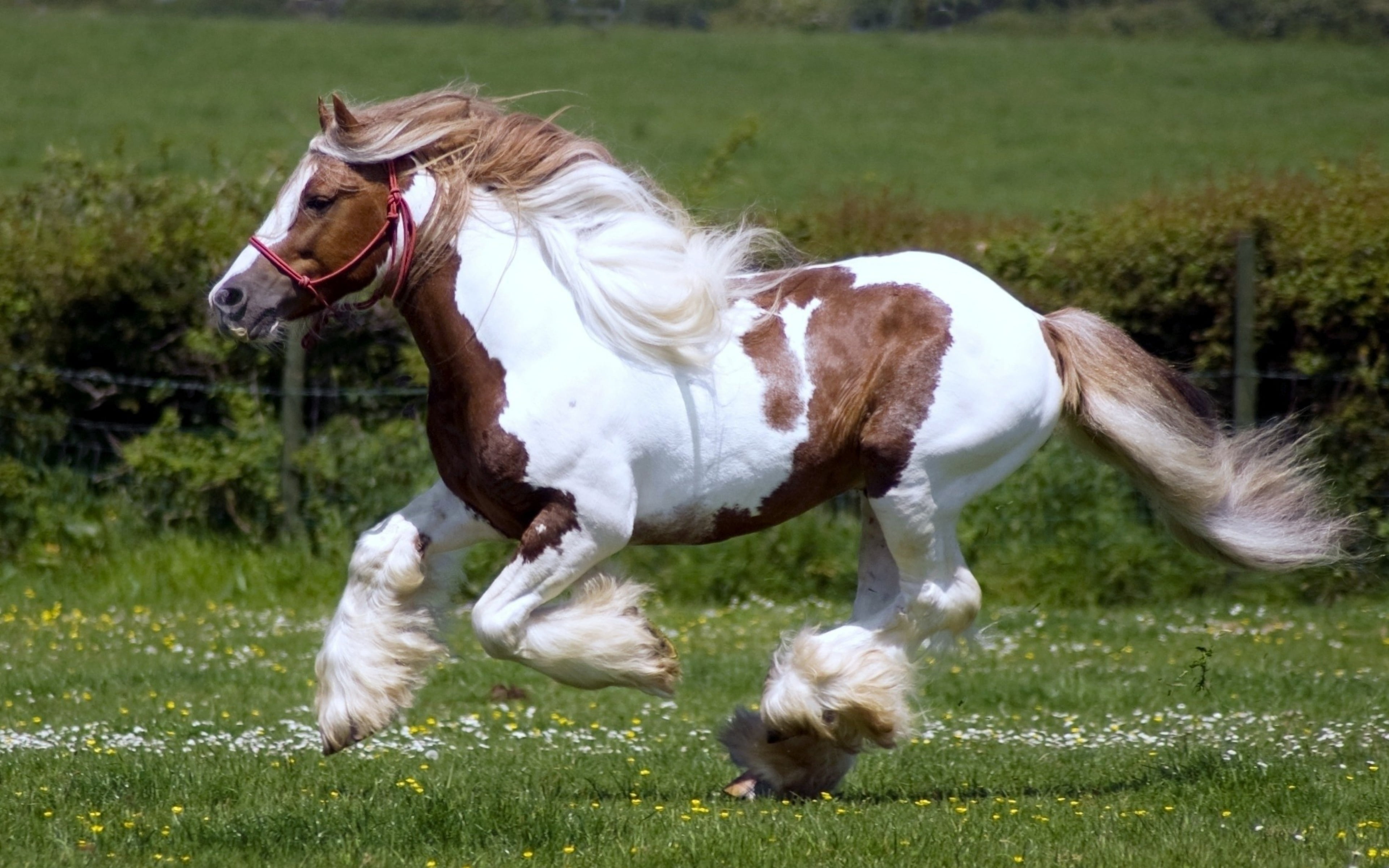 white color, nature, vertebrate, horse, land, one animal, herbivorous, pinto, domestic, animal themes, hd, grass, racing, red, pets, livestock, HD Wallpaper