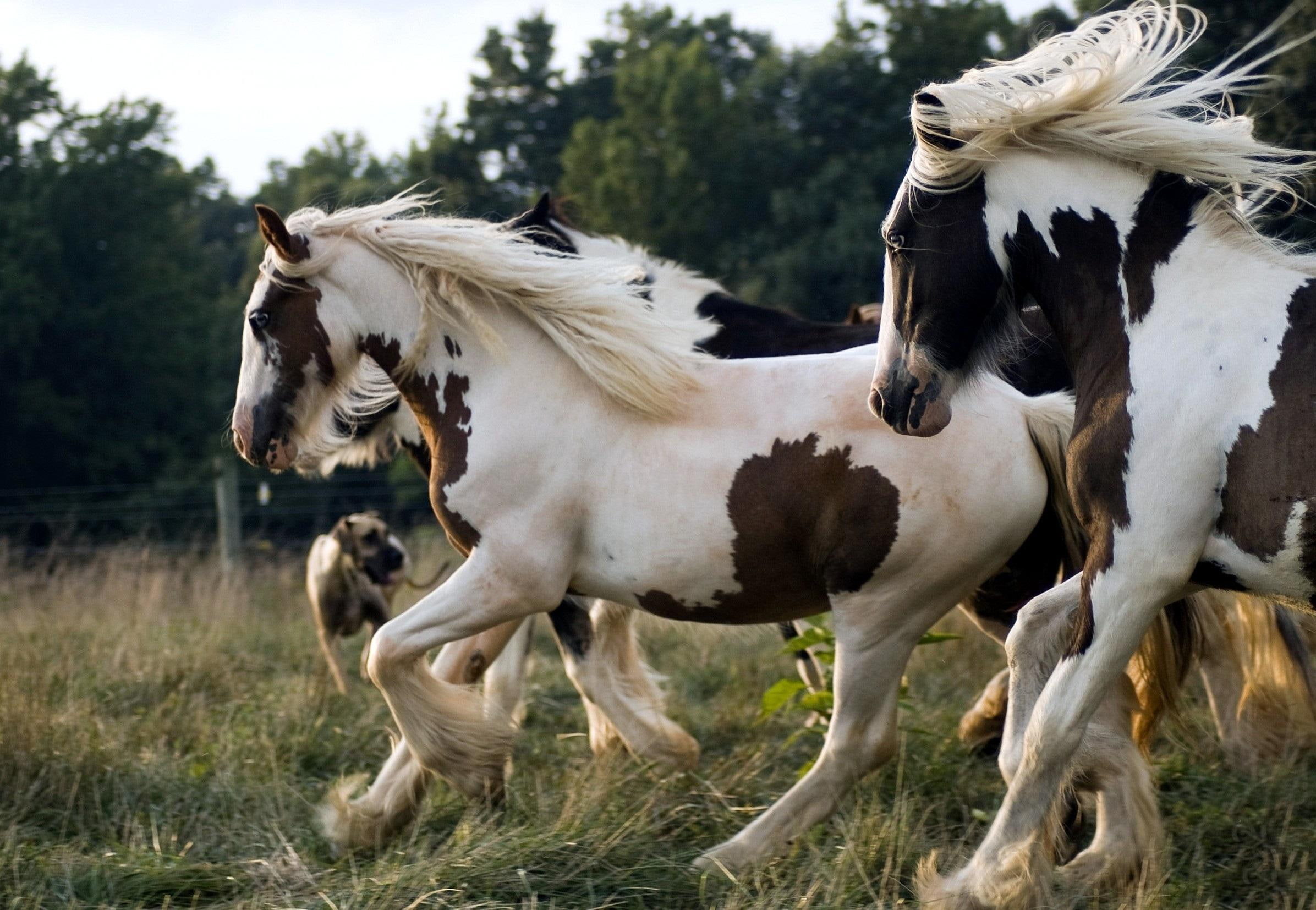 brown, racing, zwierzeta, white, beautiful, ladowe, konie, pedzace, 1080P, horse, animals, HD Wallpaper