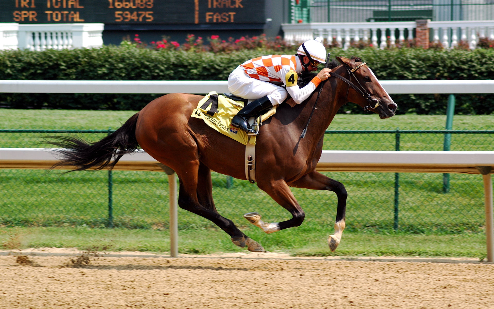 hd, sports, racing, horse, 1080P, HD Wallpaper