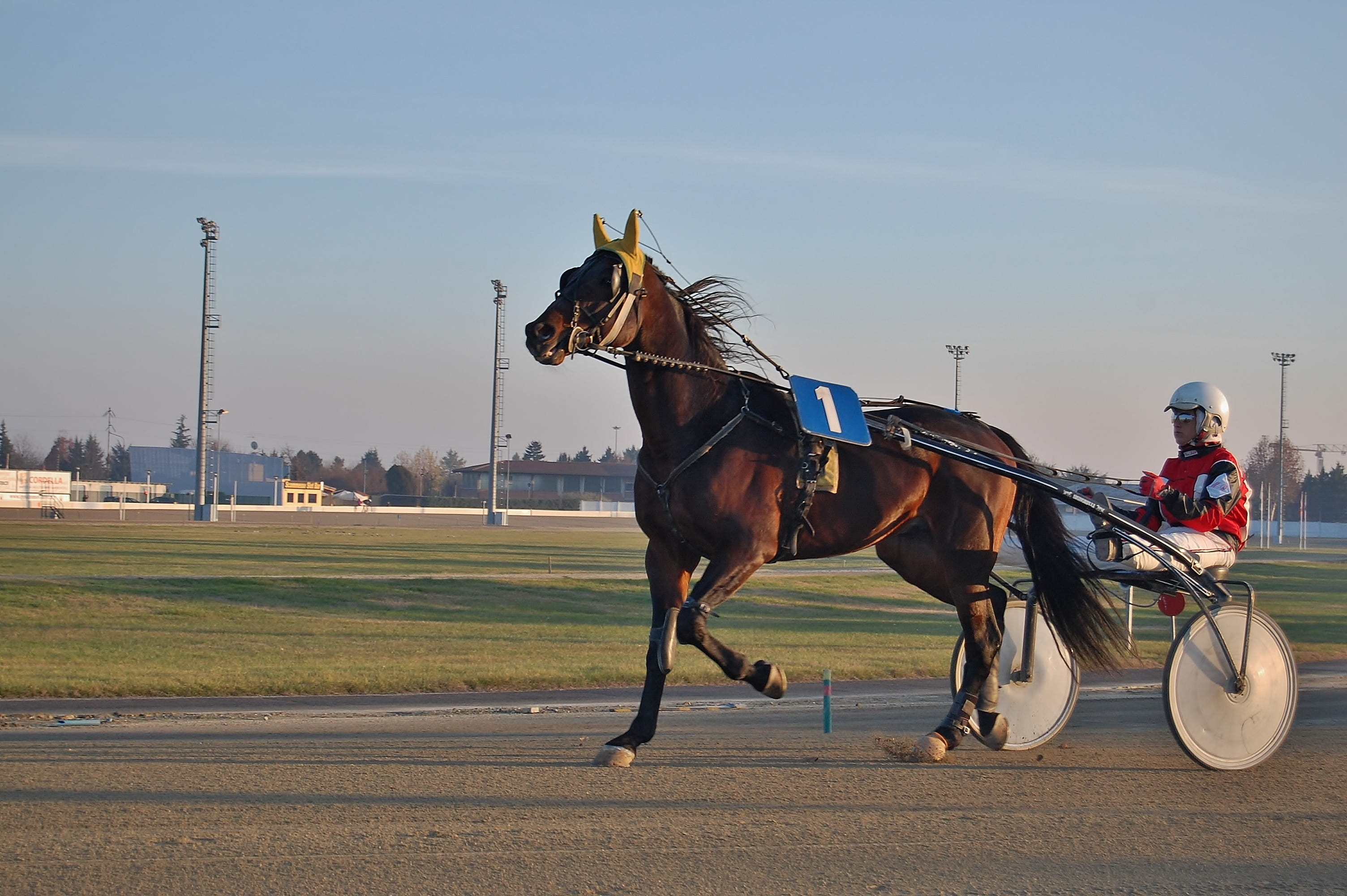 animal, traber, trotting, racing, domestic animals, herbivorous, trot, horseback riding, vertebrate, racecourse, animal wildlife, 2K, sky, day, one animal, HD Wallpaper
