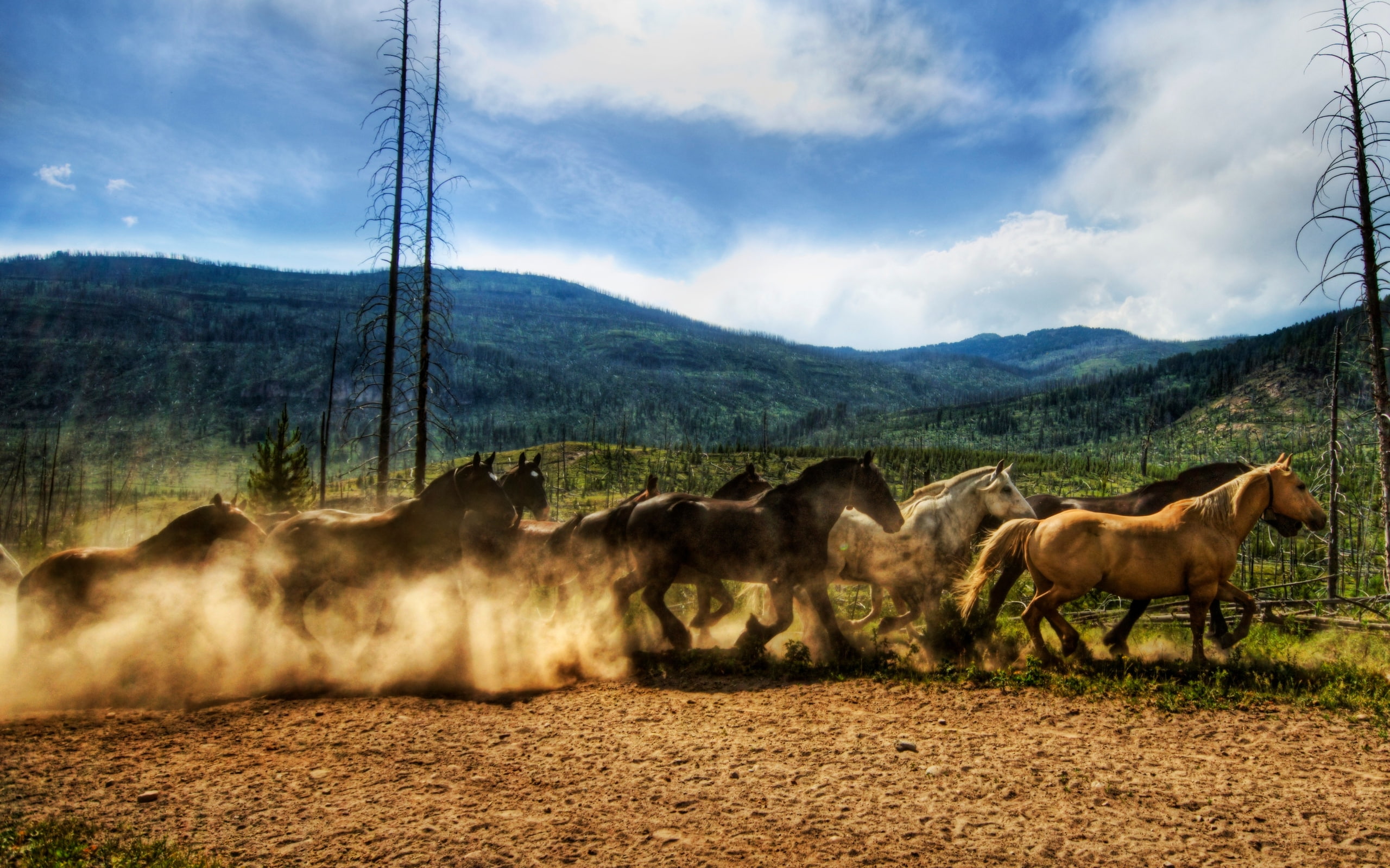 2K, wild, horse, horses, race, herd, HD Wallpaper