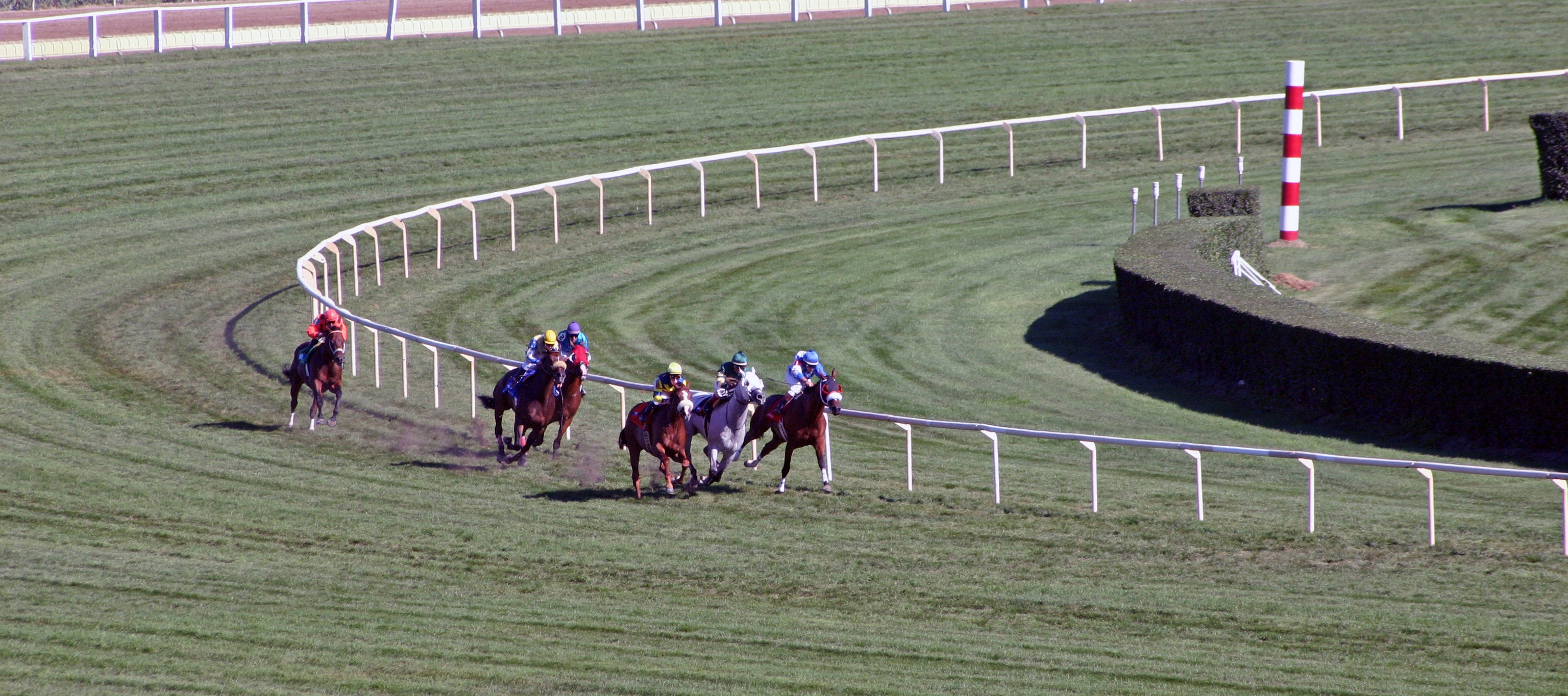 japan Racing Association, illinois, domestic animals, mane, horseracing Track, turn, competition, equestrian Event, excitement, horse Racing, wager, arabian, HD Wallpaper