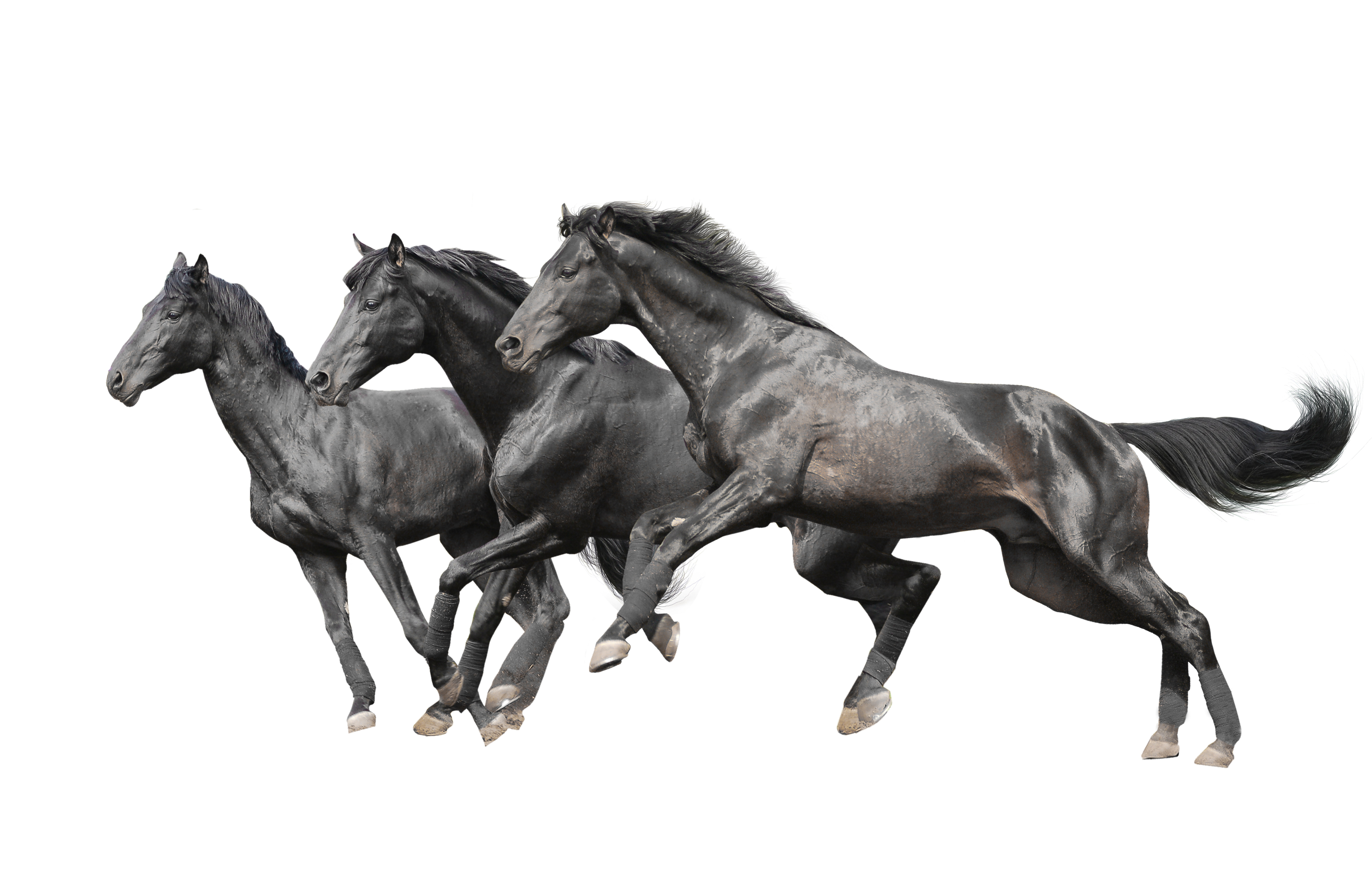 foal, studio Shot, domestic, clear sky, vertebrate, animal family, running, mare, indoors, brown, animal themes, black Color, group of animals, arabian Horse, HD Wallpaper