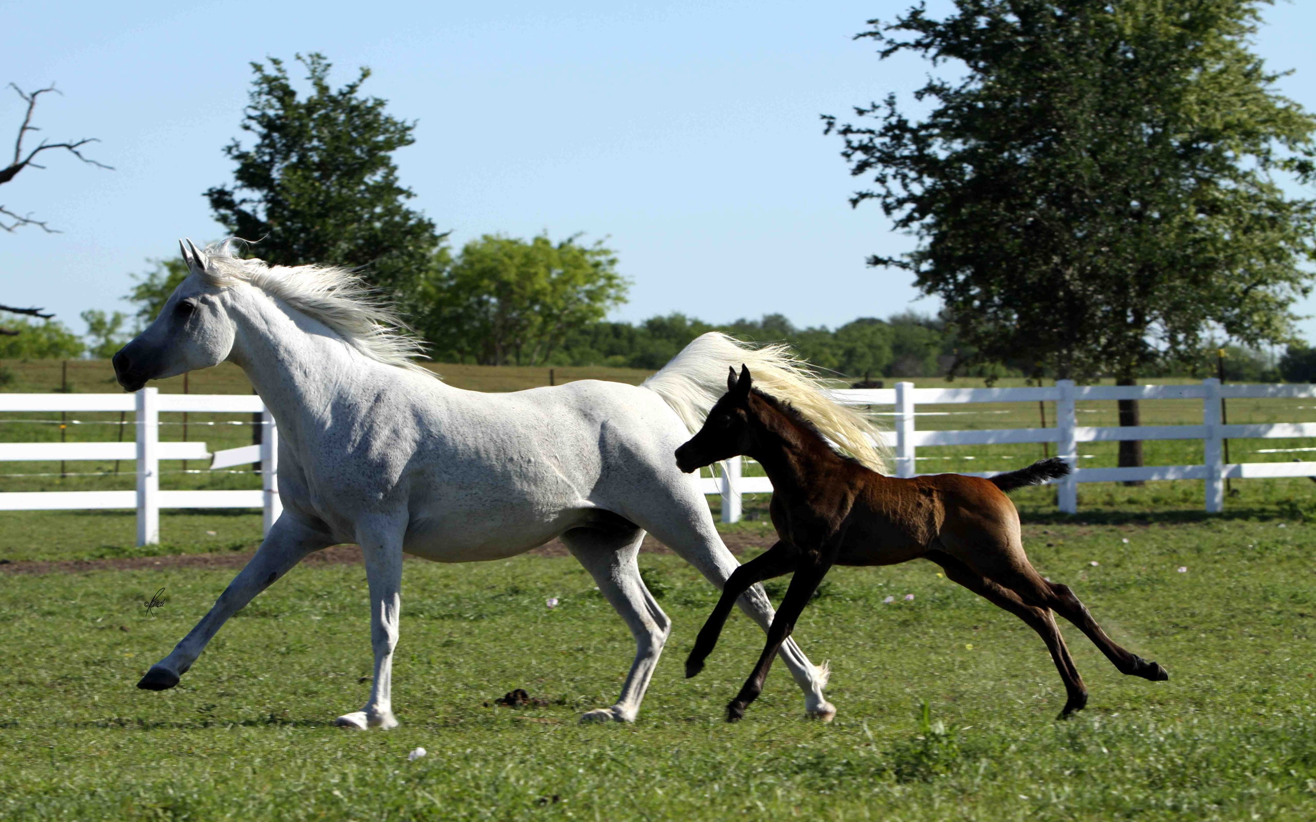 animal wildlife, white, filly, no people, domestic, 2K, side view, animal themes, bay Horse, herbivorous, meadow, group of animals, nature, paddock, plant, HD Wallpaper
