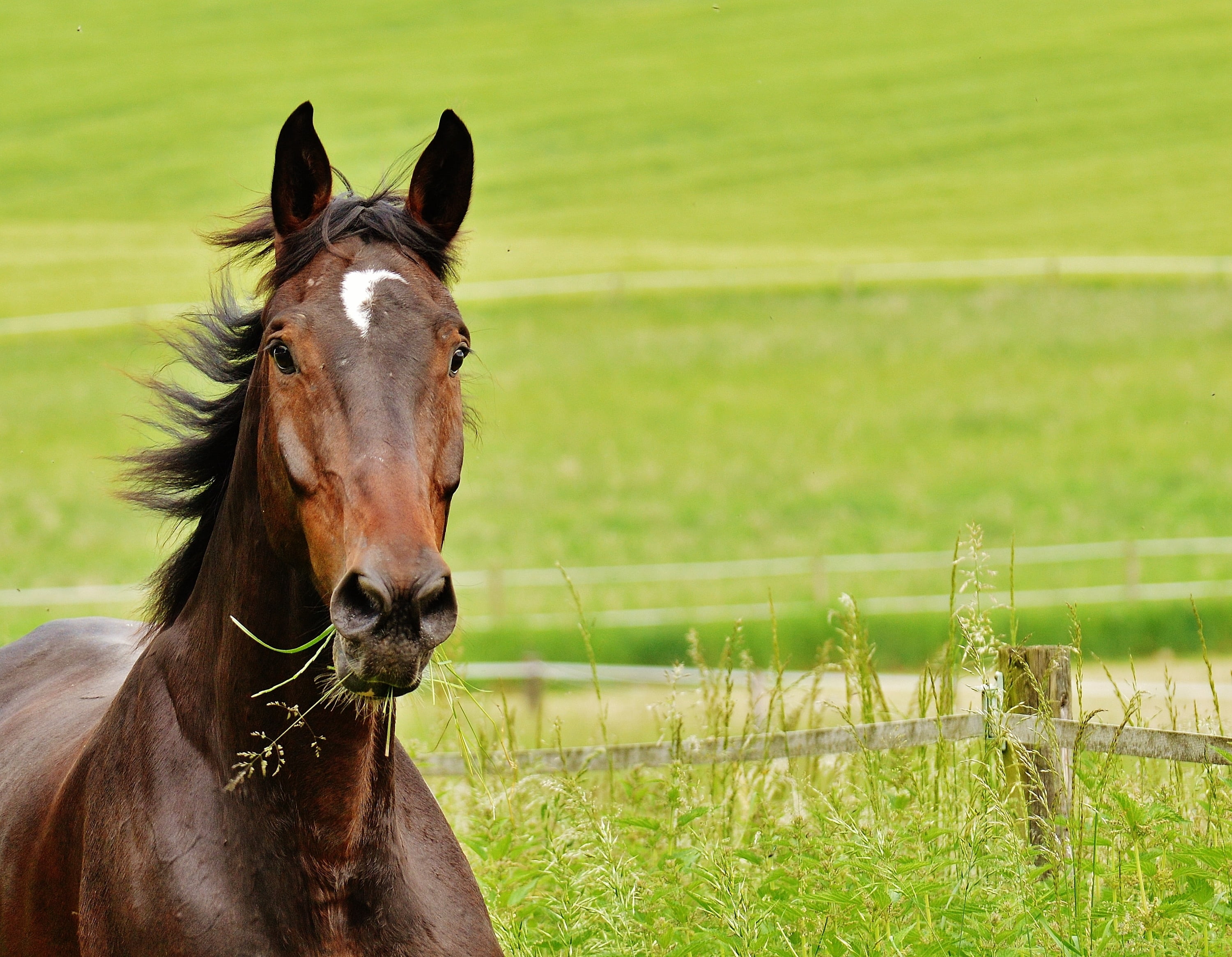 green, mane, horse, farm, 2K, portrait, brown, mammal, livestock, animal, animal themes, outdoors, racehorse, near, grass, plant, pets, thoroughbred Horse, HD Wallpaper