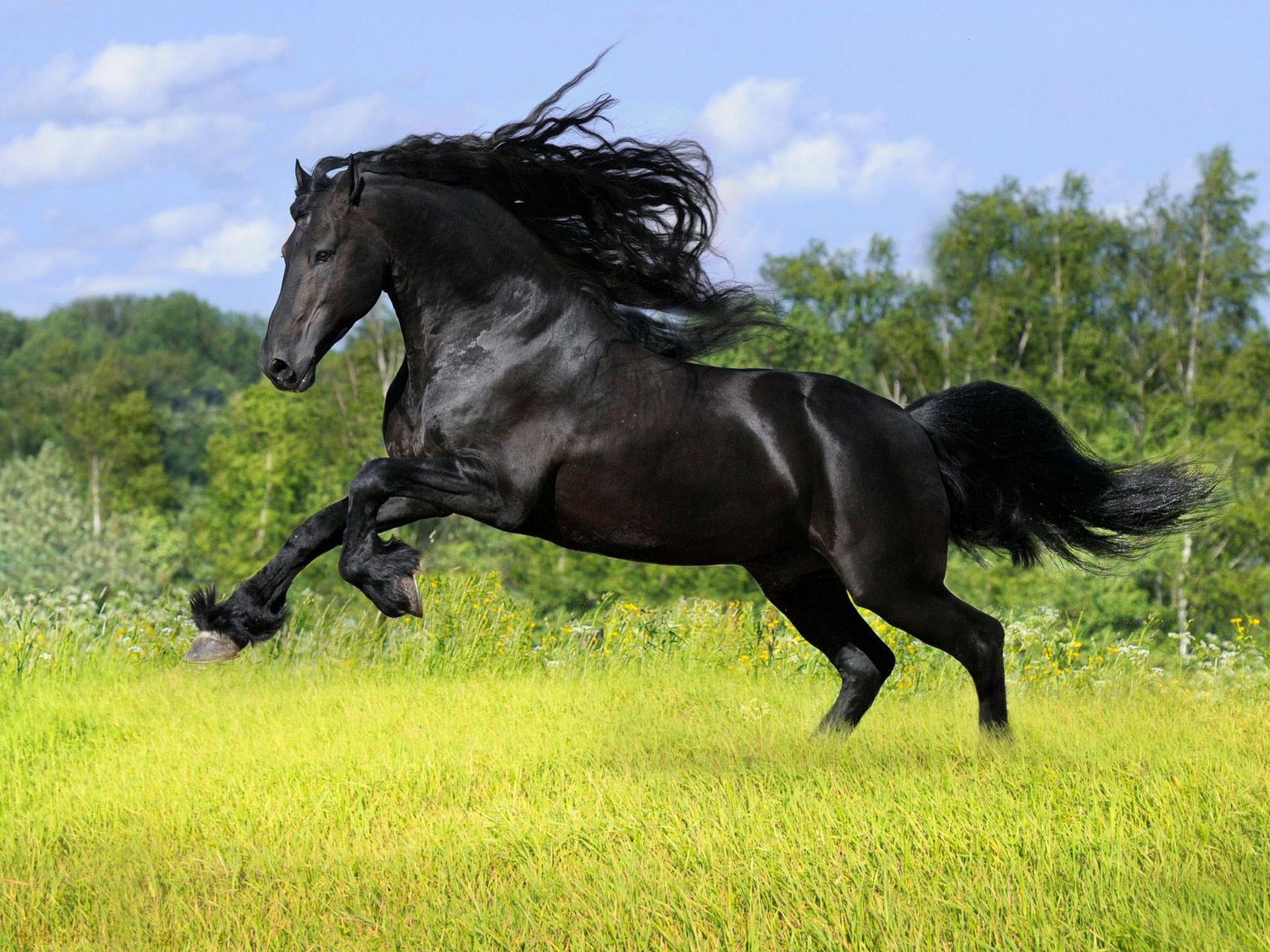 nature, field, mare, tail, for the buck, glade, stallion, pets, paddock, no people, black, green Color, summer, canine, running, sport, mammal, one animal, HD Wallpaper