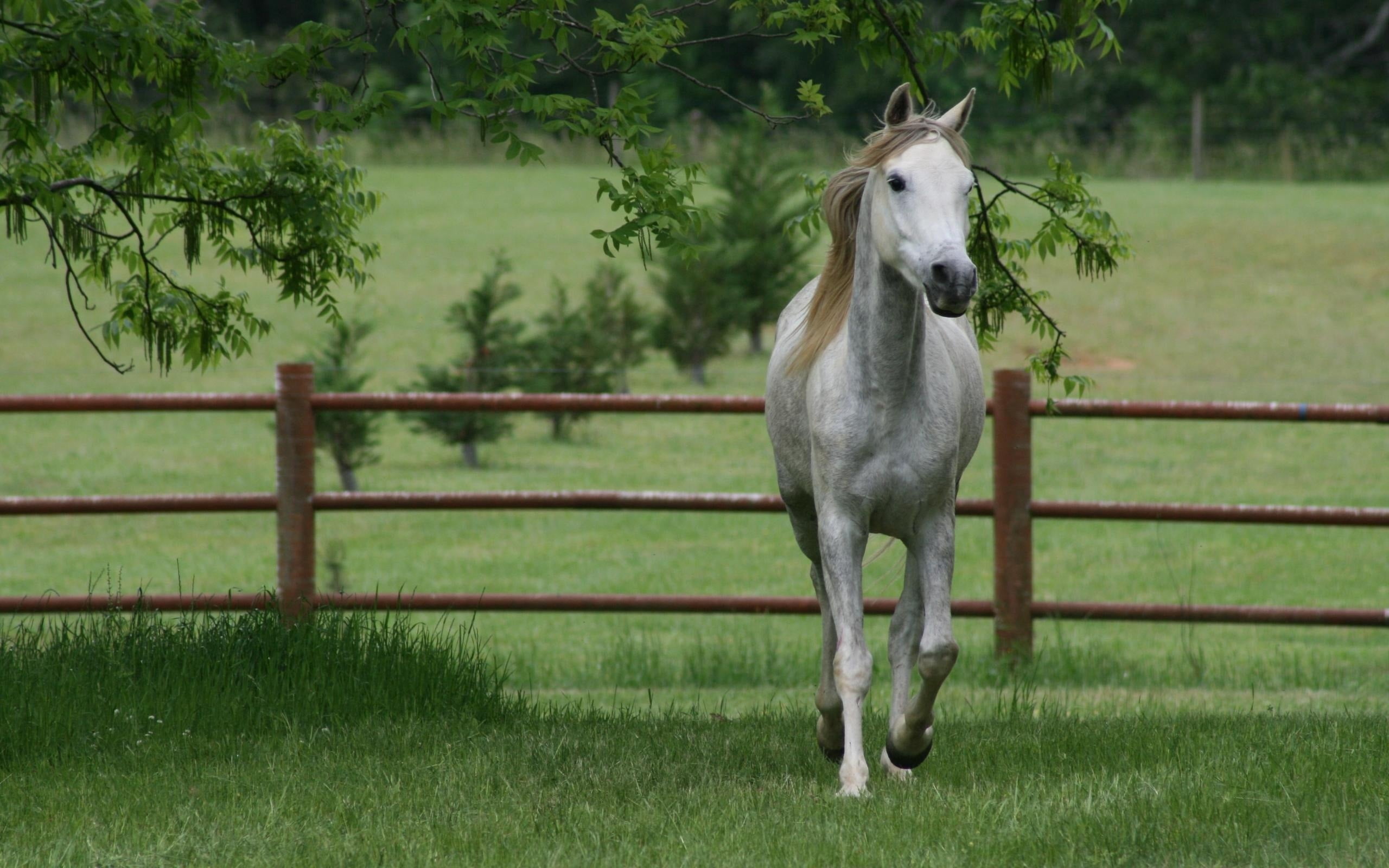 green color, no People, domestic, paddock, grass, thoroughbred Horse, tree, meadow, domestic Animals, brown, animal themes, white, sports Race, animal, HD Wallpaper