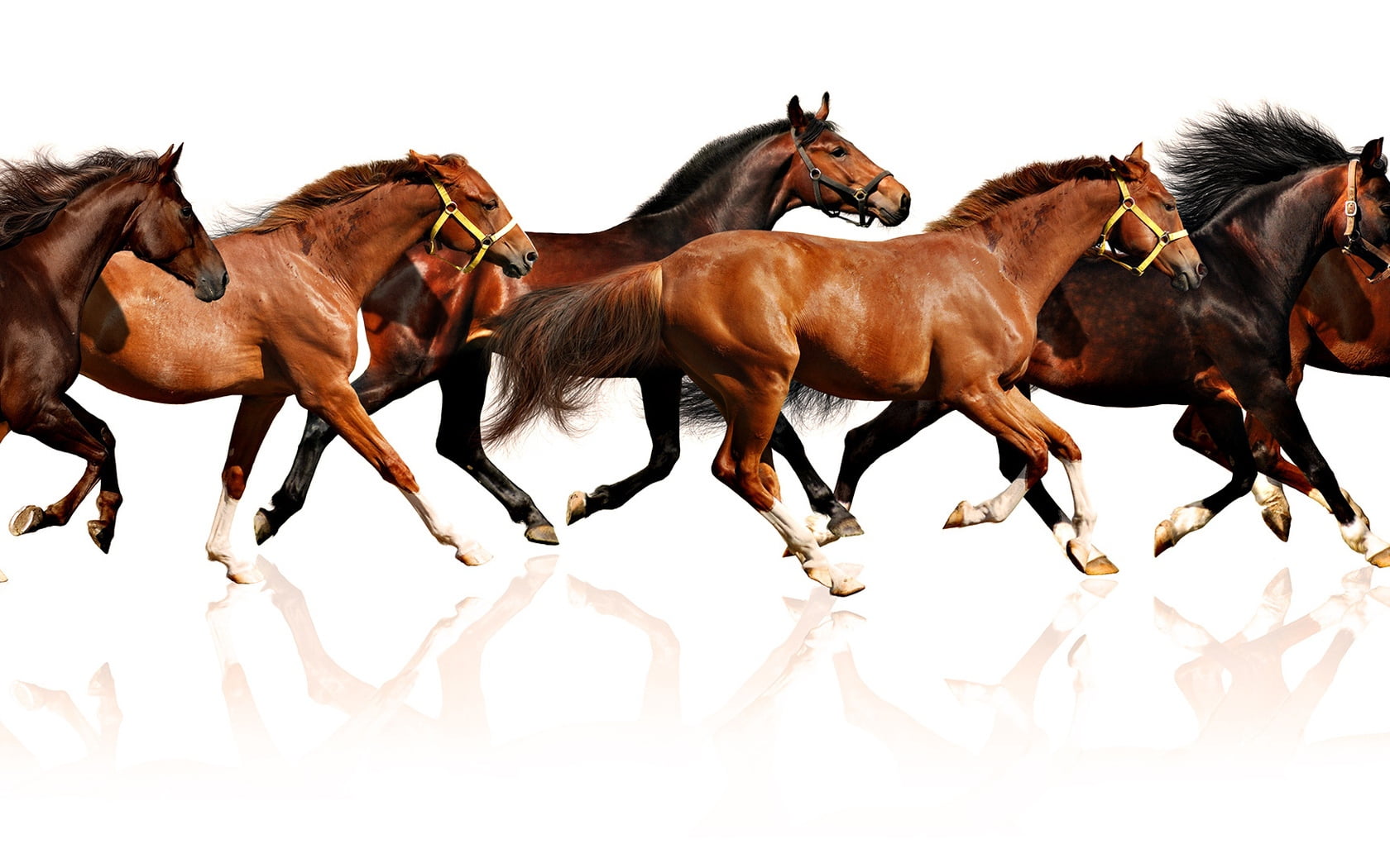 herbivorous, group of animals, bay Horse, pets, nature, foal, horses, domestic animals, vertebrate, mane, medium group of animals, sky, winter, mare, 720P, HD Wallpaper