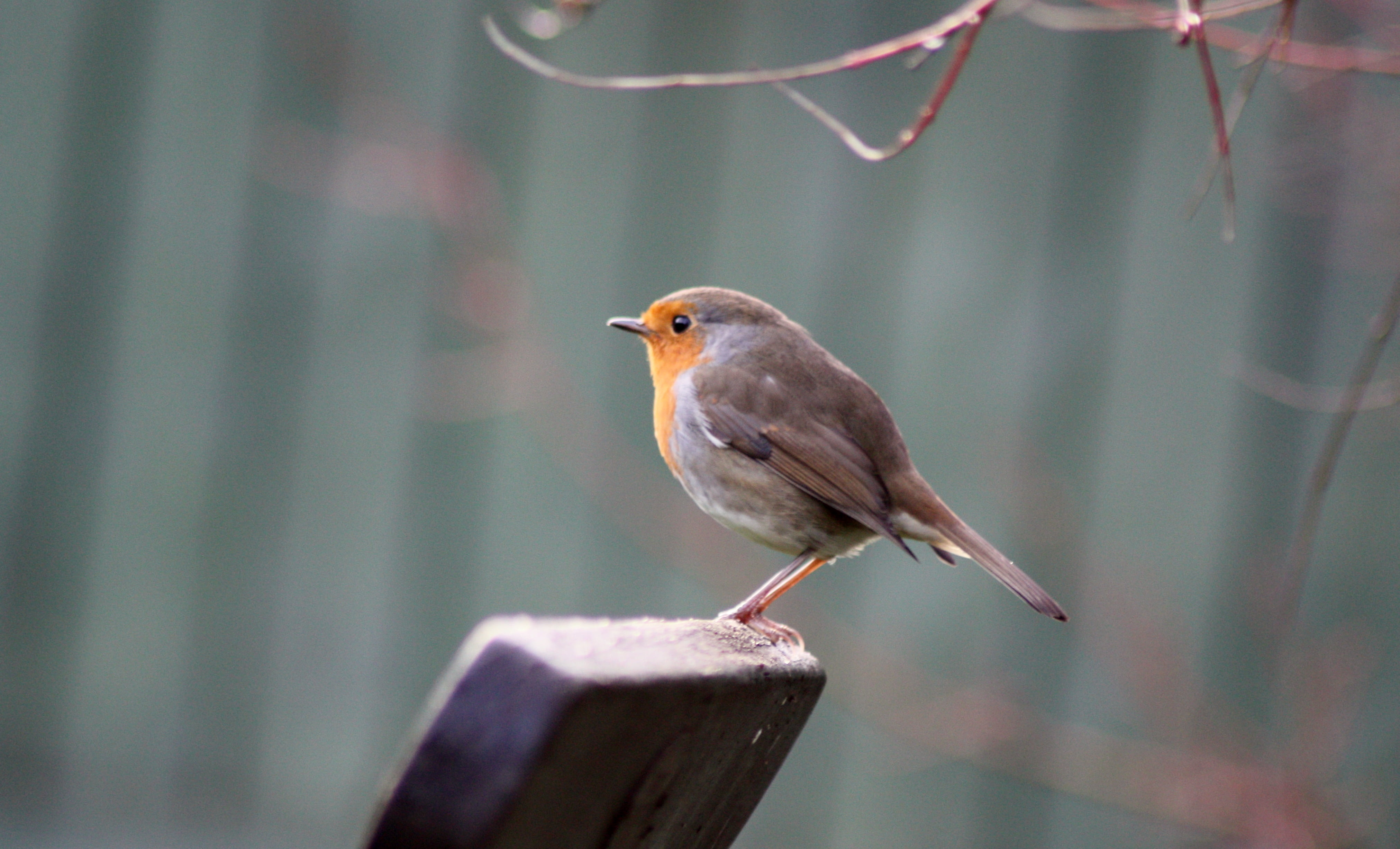 branch, nature, surface, yellow, on top, robin, Bird, beak, Garden, Robin  gray, gray, top, 4K, animal, brown, short, wildlife, outdoors, HD Wallpaper