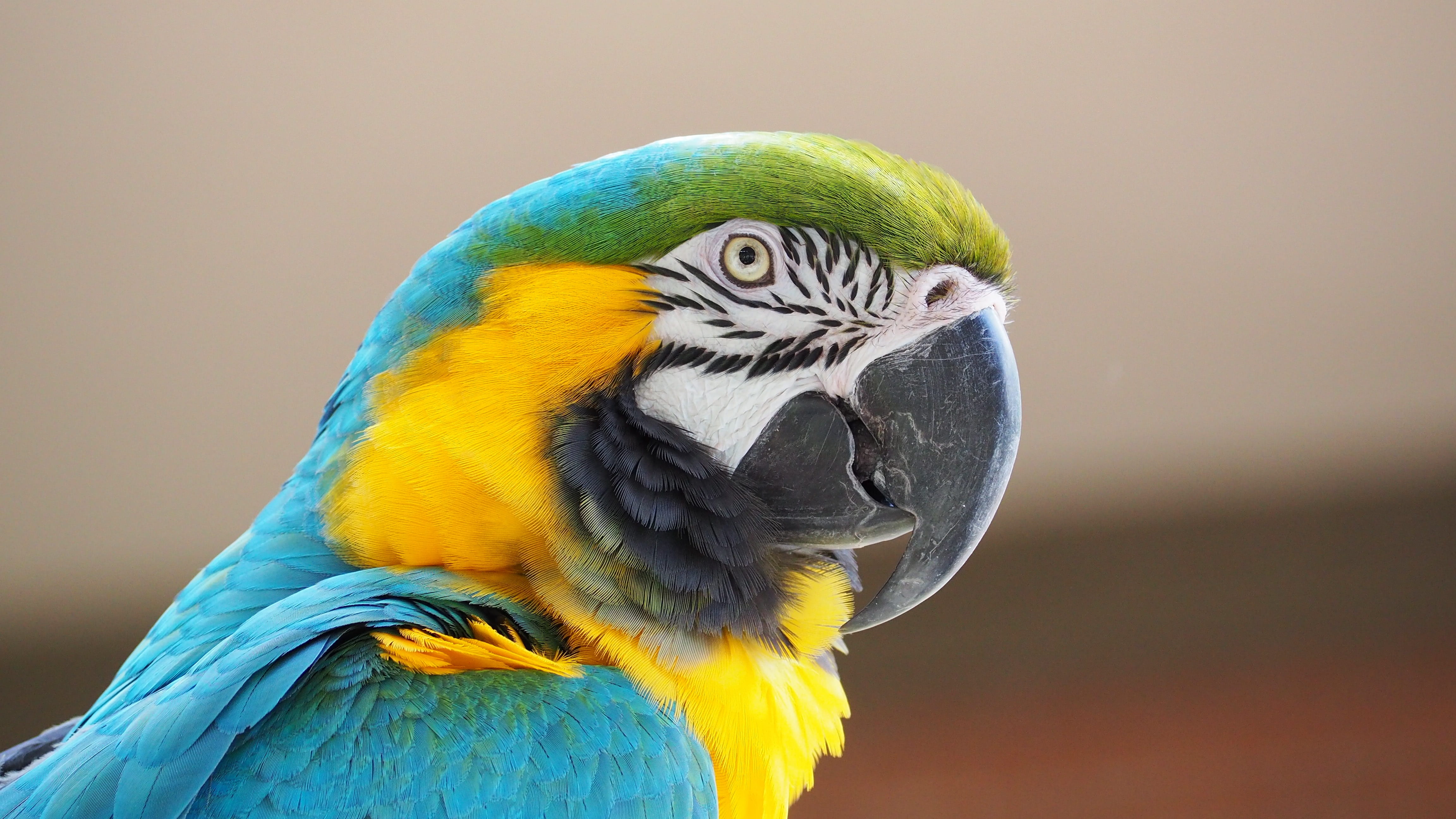 wildlife, feather, gold, blue, animal head, animal wildlife, animal, animals in the wild, no people, tropical, nature, beauty in nature, rainforest, yellow, HD Wallpaper