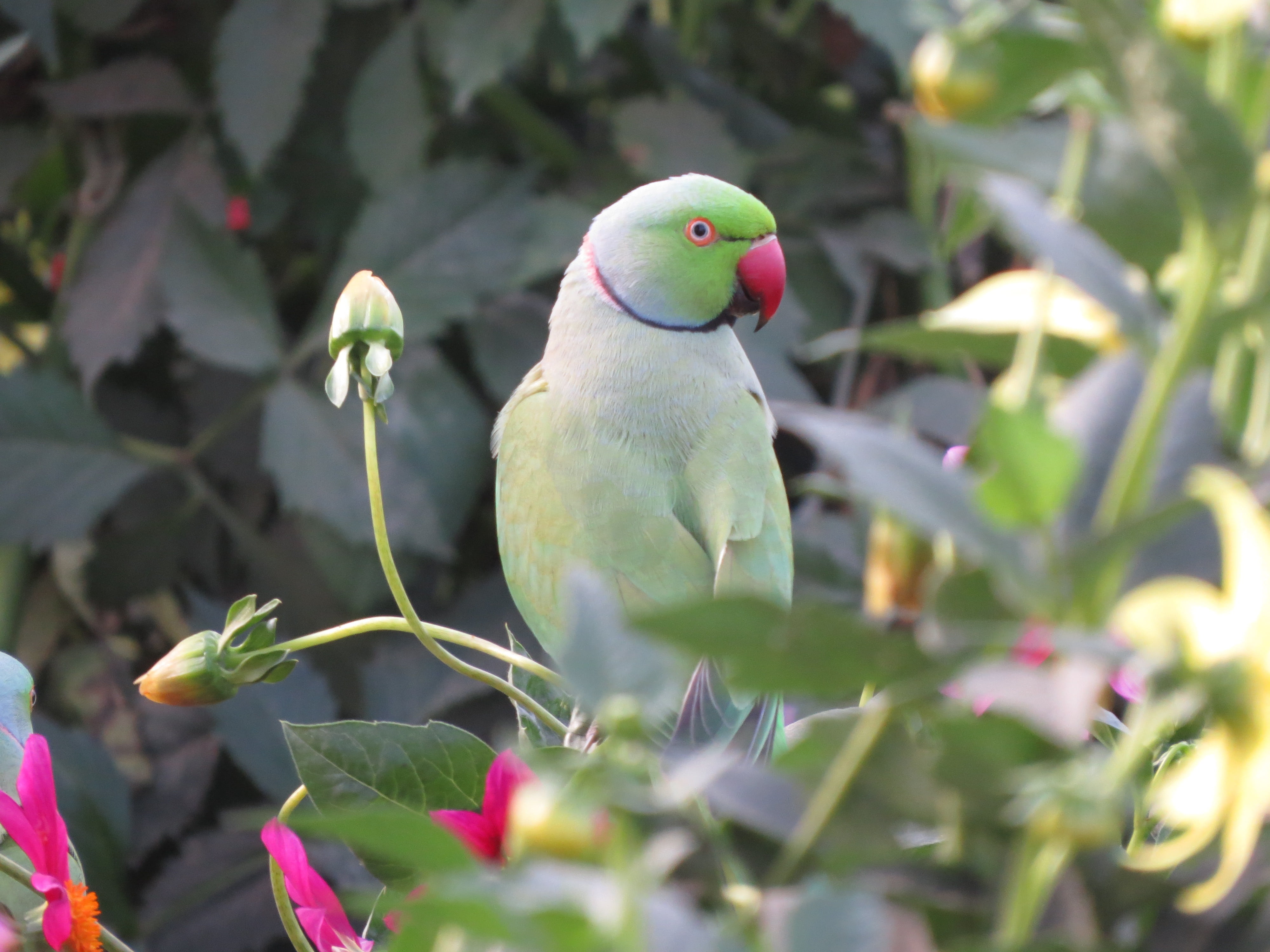 exotic, animal, leaf, plant, multi Colored, beak, avian, animal themes, day, rose-ringed, focus on foreground, flowers, animal wildlife, outdoors, wildlife, HD Wallpaper