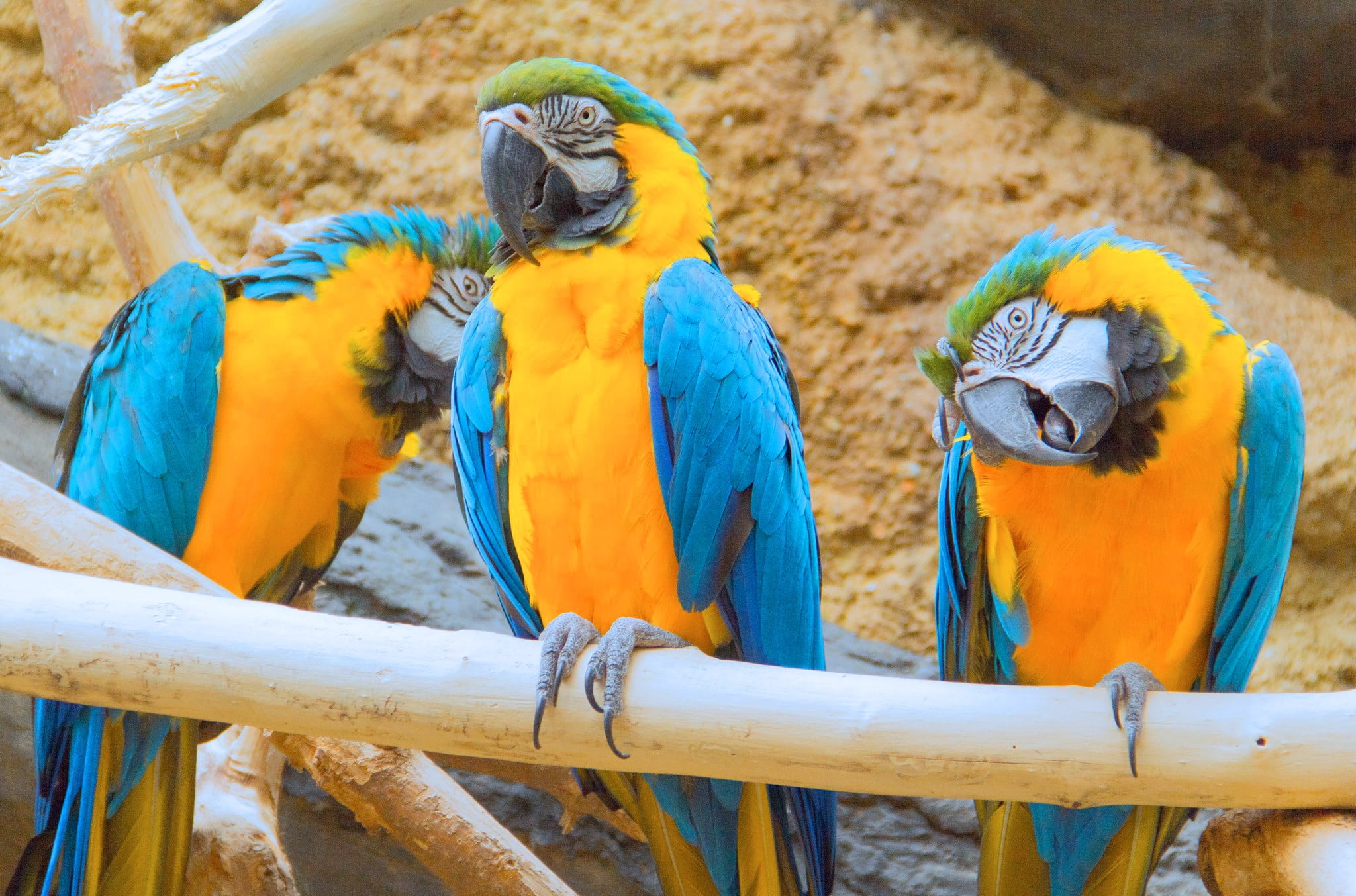 animals in the wild, wood - material, beak, blue, group of animals, day, macaw, pets, nature, animals in captivity, gold and blue macaw, multi Colored, HD Wallpaper