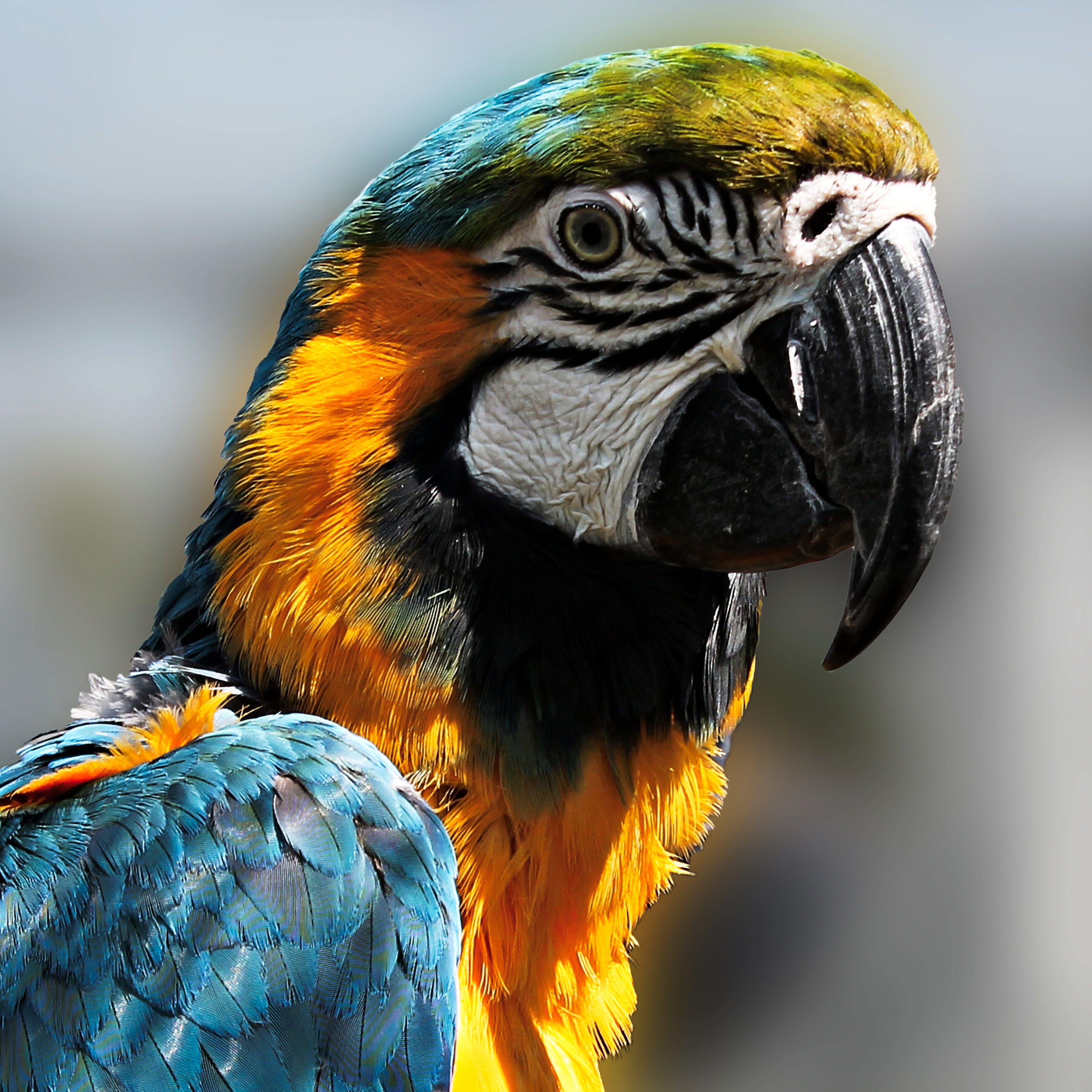 tropical Climate, animal eye, focus on foreground, animal, animal wildlife, no people, Bird, 2K, animal body part, wildlife, close-up, animal head, day, Phone HD Wallpaper