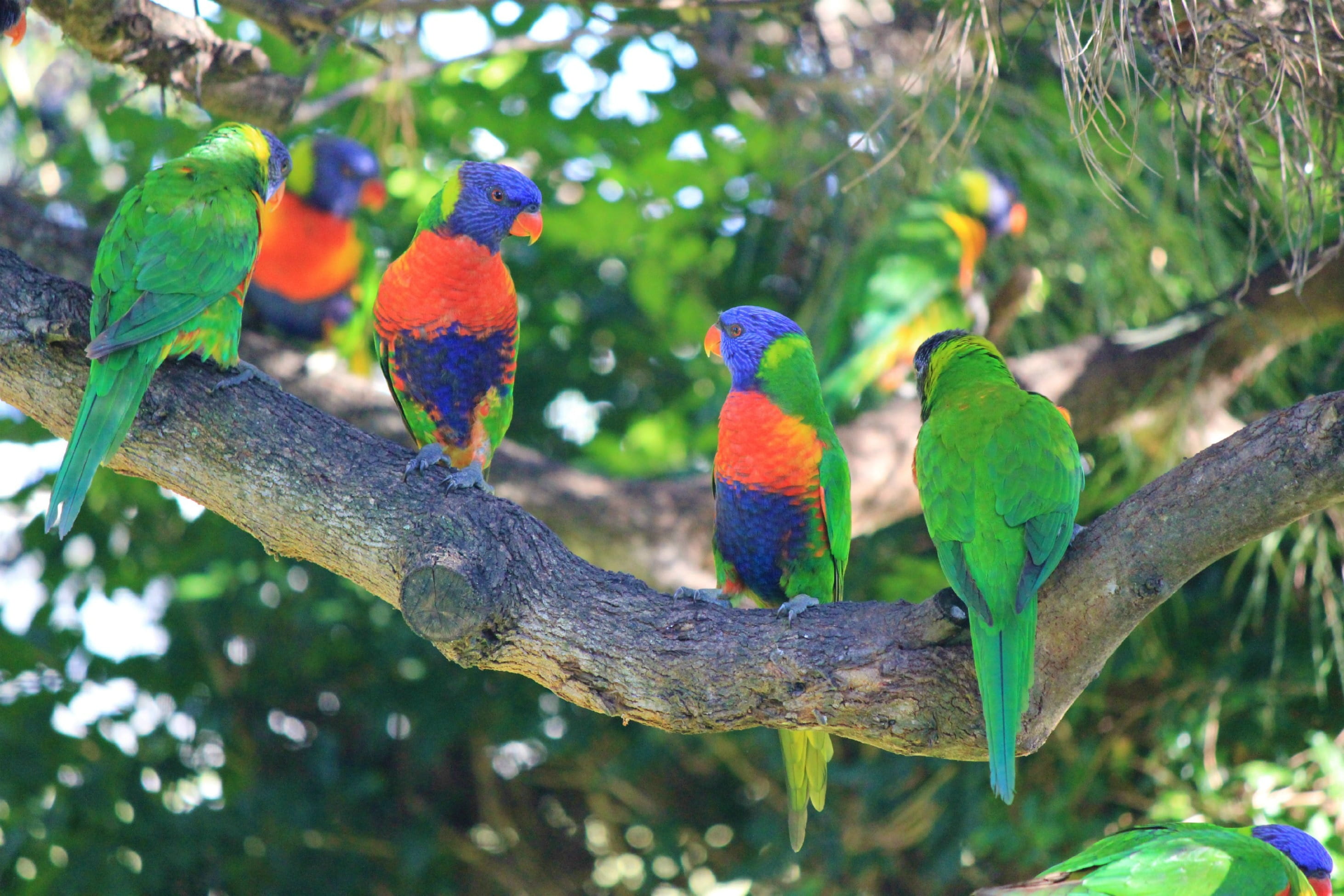 outdoors, 2K, lorikeet, day, social, animals in the wild, plant, red, australia, rainbow lorikeet, multi-coloured, wildlife, bird, nature, four, branch, HD Wallpaper