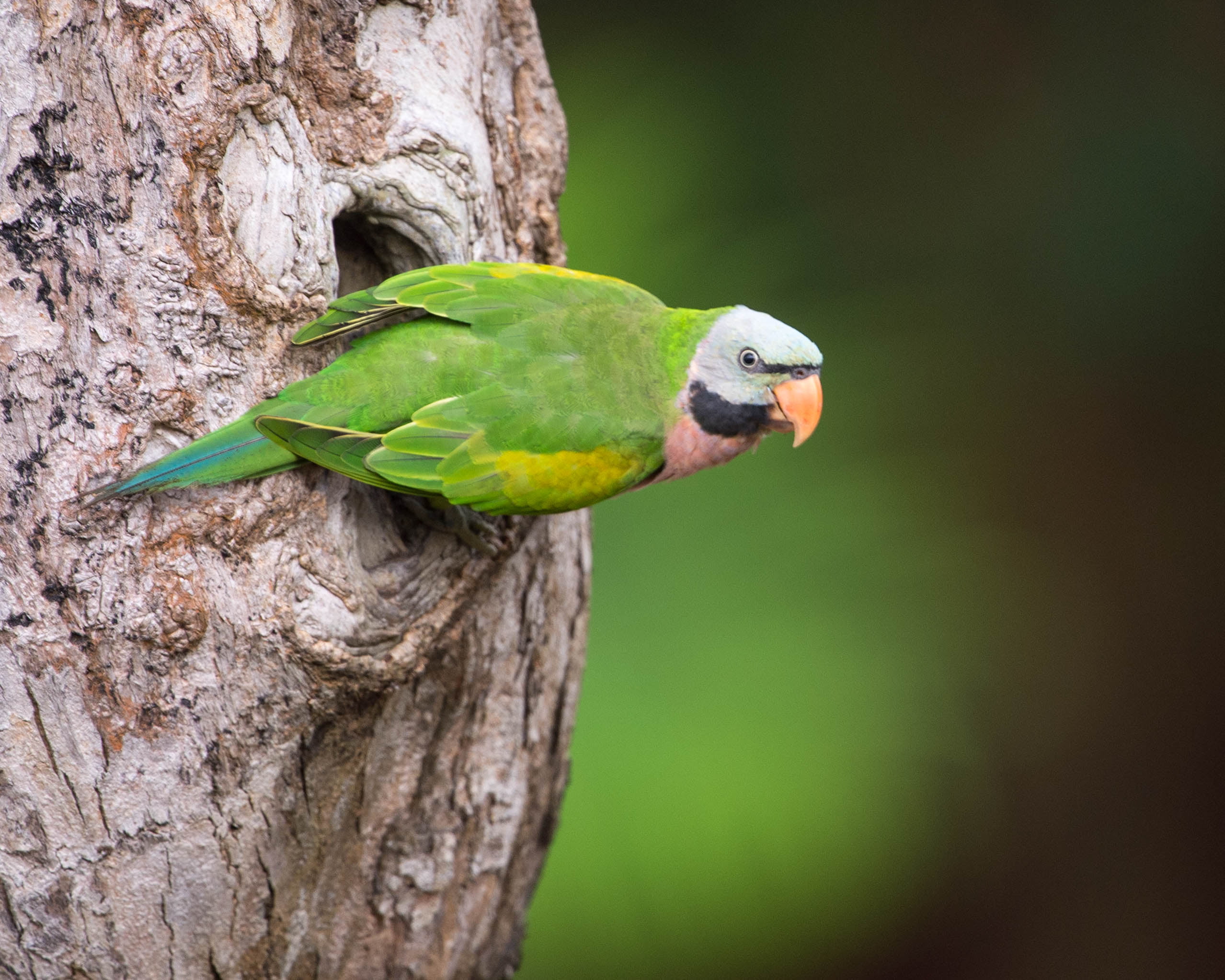 animals In The Wild, green, wildlife, multi Colored, red, breasted, feather, brown, pets, nature, woodden, tree branch, parrot, animal, bird, outdoors, HD Wallpaper