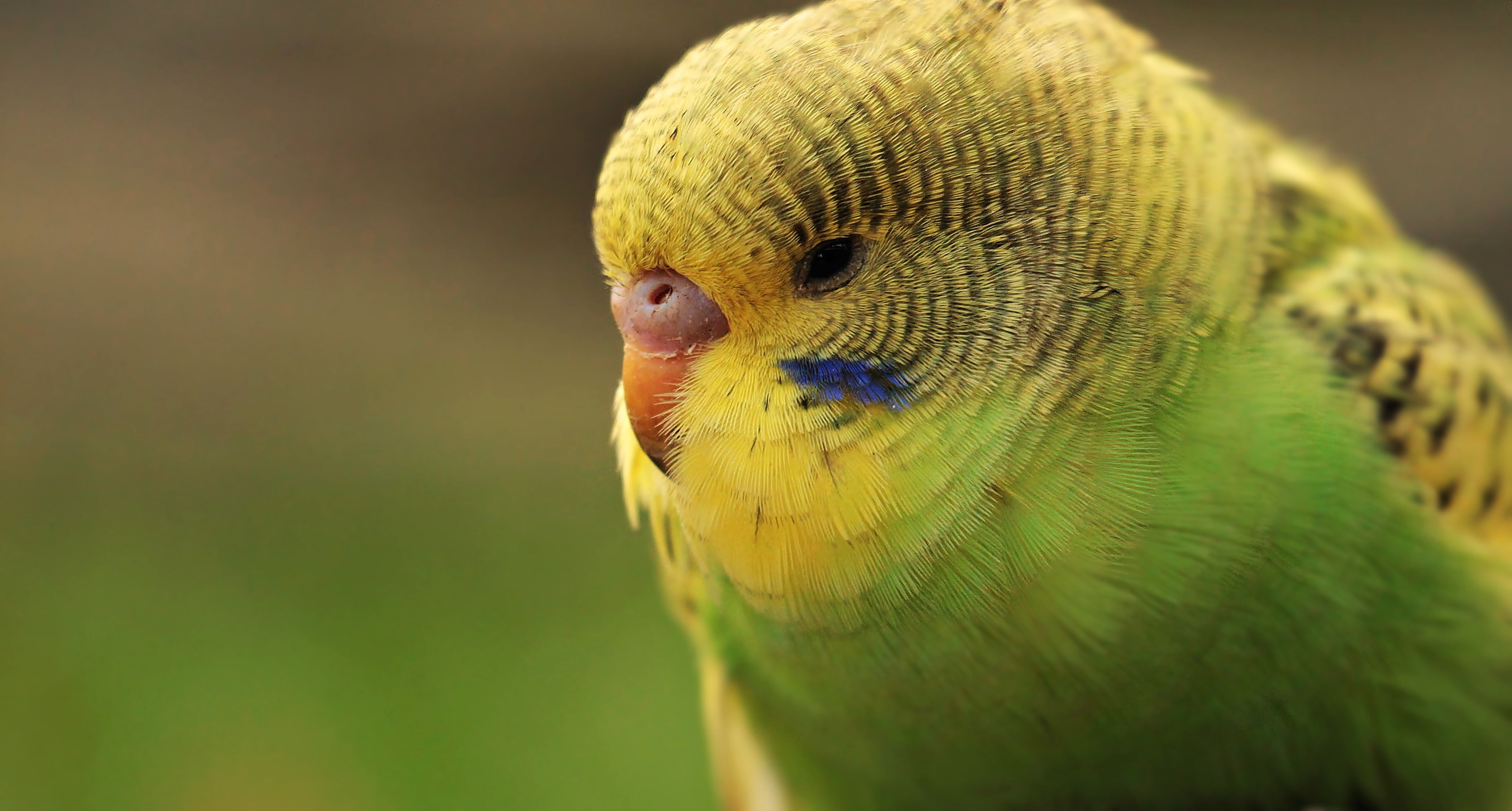 animal eye, animal body part, outdoors, animal world, plumage, animal themes, selective focus, animal wildlife, budgie, yellow, one animal, ziervogel, budgerigar, HD Wallpaper